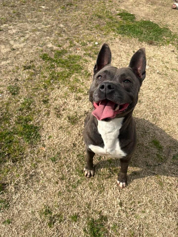 Enlarge Polly, a ADOPTABLE mixed breed in Mullins, SC image 4/4