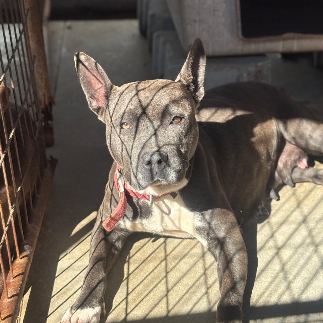 Enlarge Polly, a ADOPTABLE mixed breed in Mullins, SC image 3/4