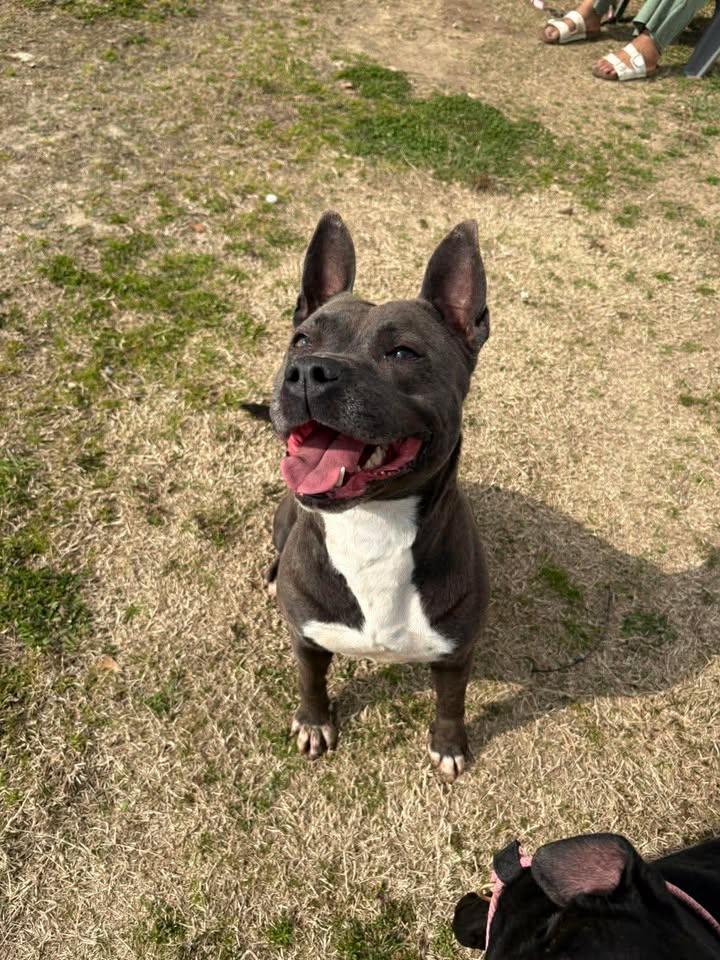 Enlarge Polly, a ADOPTABLE mixed breed in Mullins, SC image 2/4