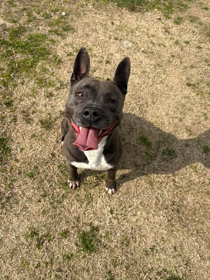 Enlarge Polly, a ADOPTABLE mixed breed in Mullins, SC image 1/4