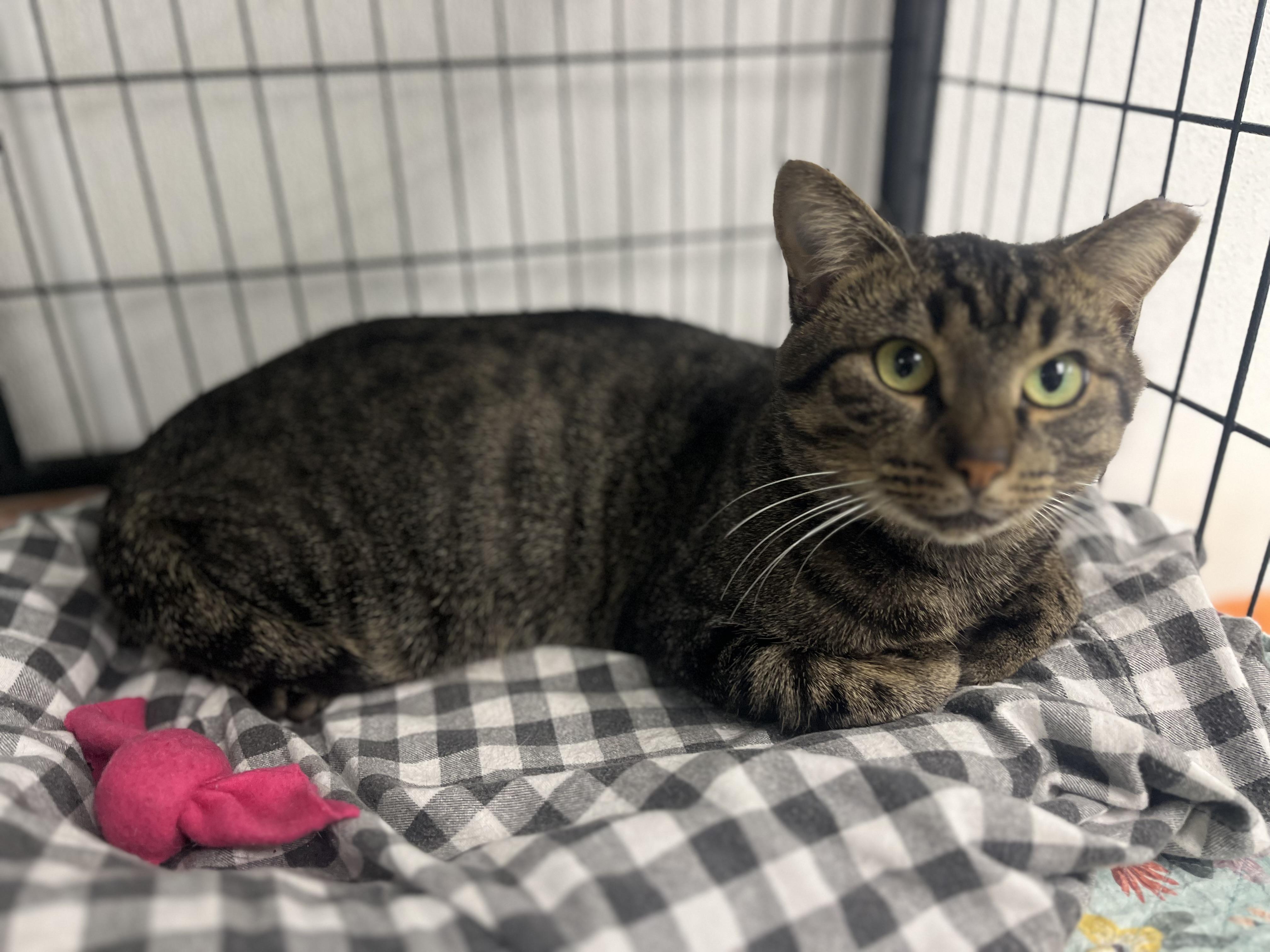 Enlarge Finn, a Adoptable Domestic Short Hair in Grosse Ile, MI image 2/2