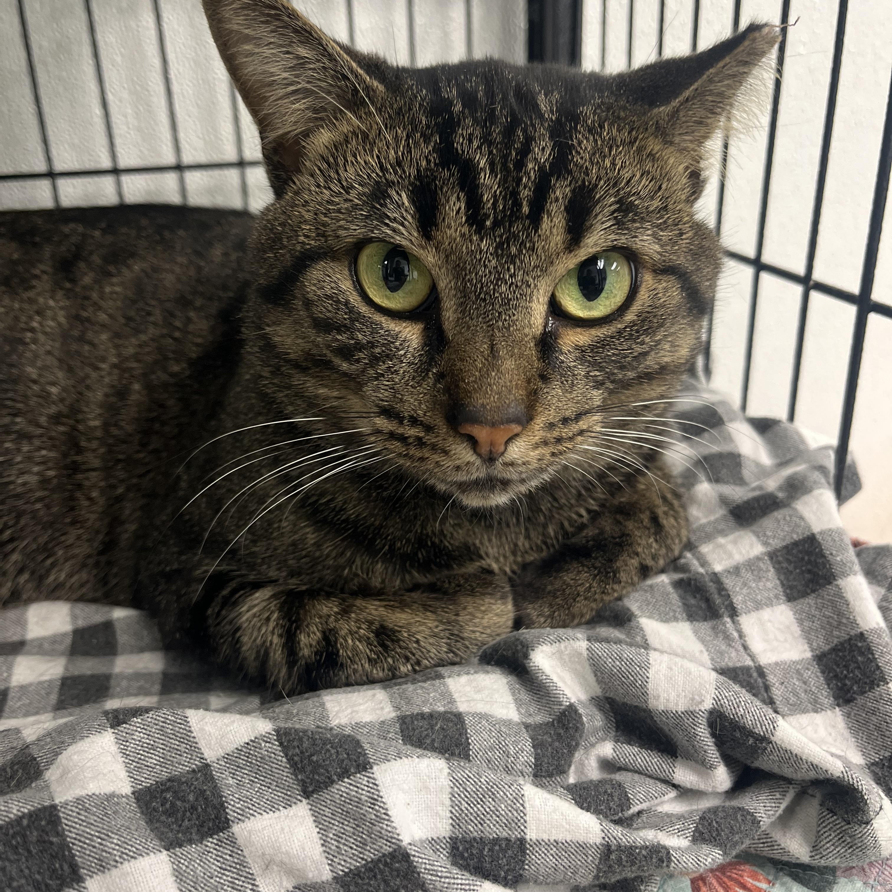 Enlarge Finn, a Adoptable Domestic Short Hair in Grosse Ile, MI image 1/2