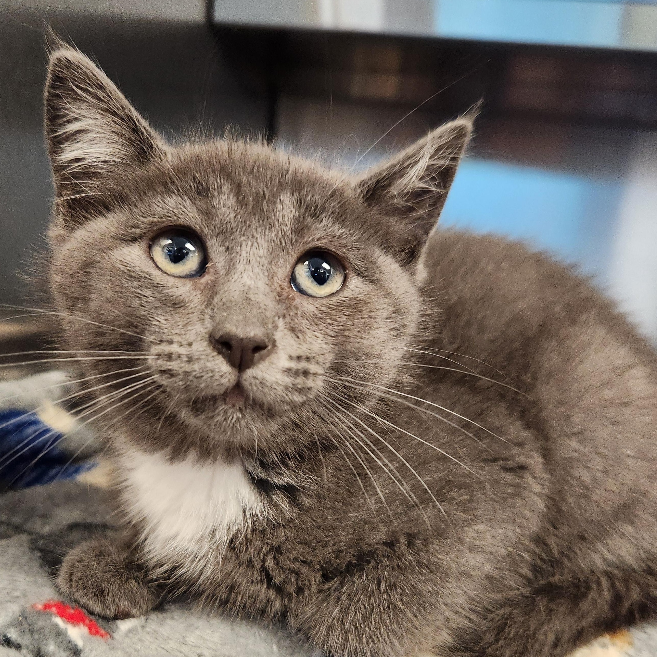 Enlarge Cancun, a ADOPTABLE Domestic Medium Hair in Liberty, MO image 1/1