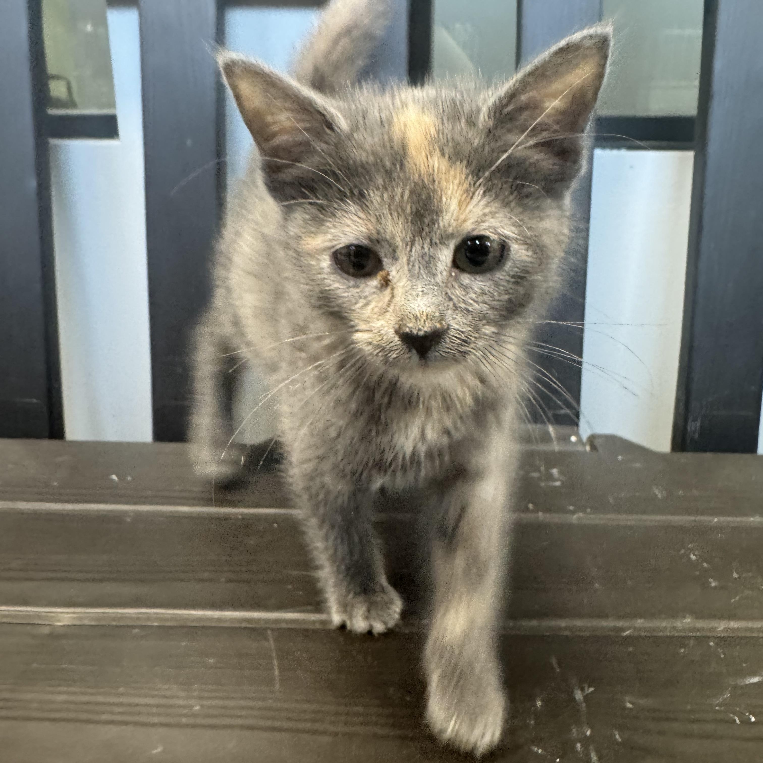 Caicos, a ADOPTABLE Domestic Medium Hair in Liberty, MO image 1/4