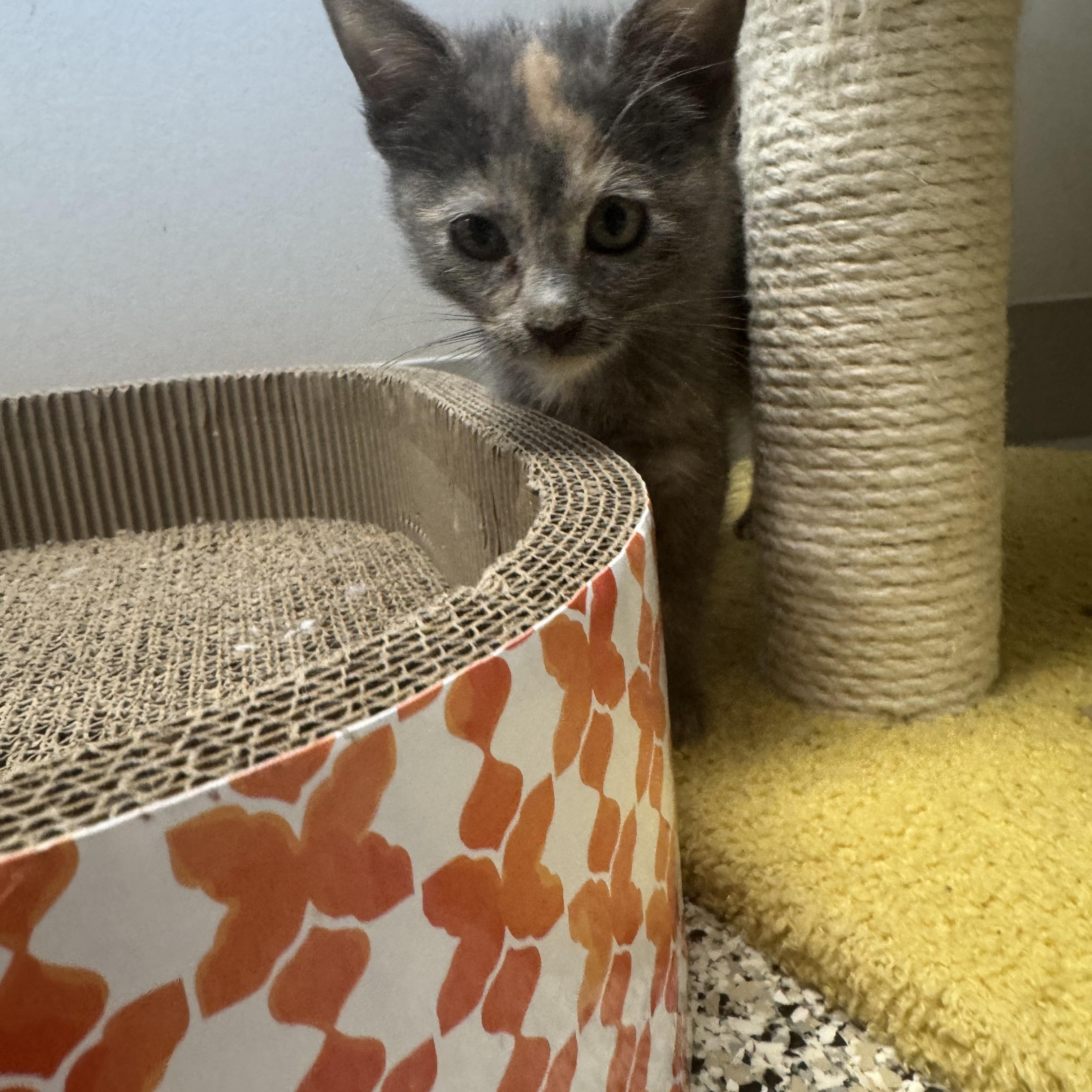 Caicos, a ADOPTABLE Domestic Medium Hair in Liberty, MO image 4/4