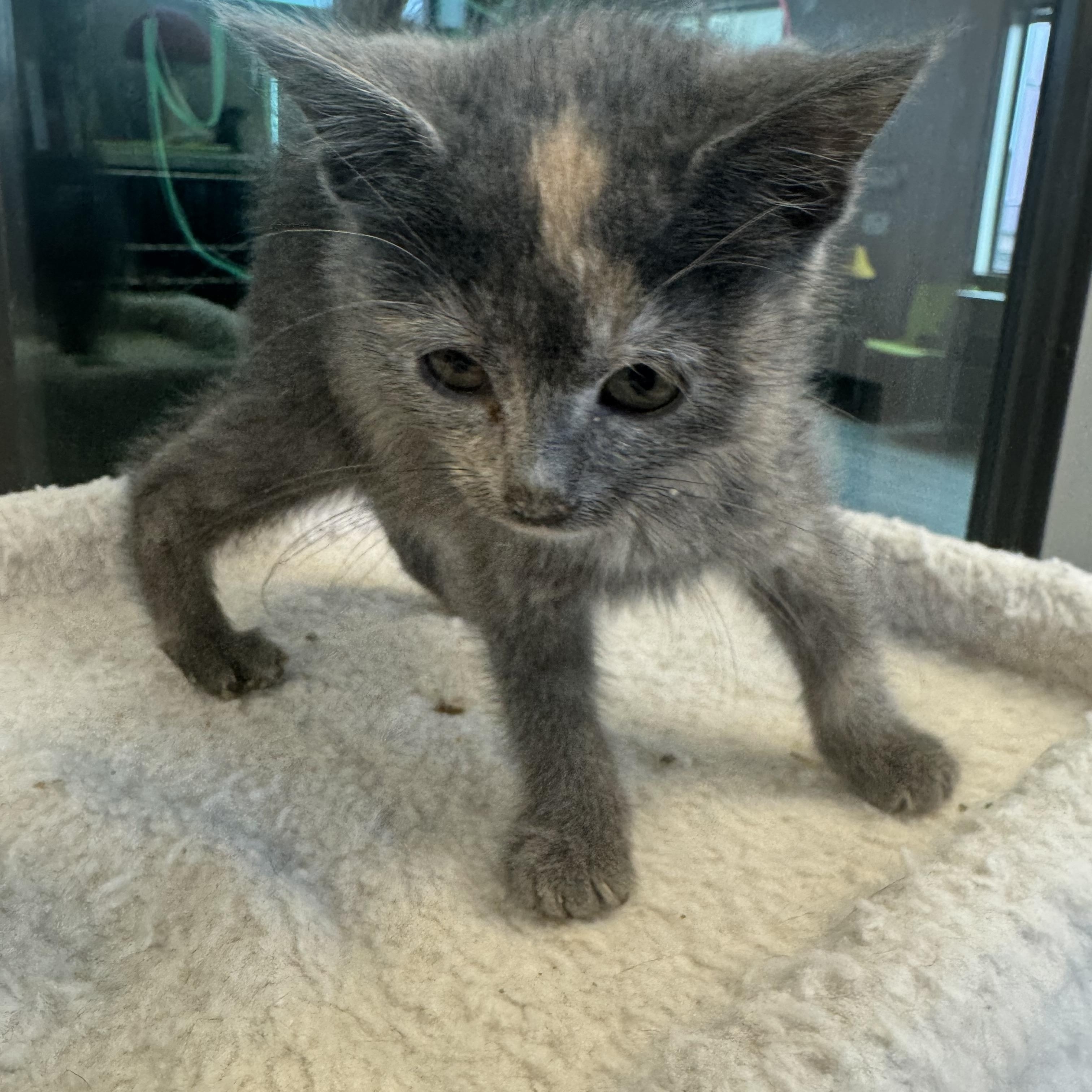 Caicos, a ADOPTABLE Domestic Medium Hair in Liberty, MO image 3/4