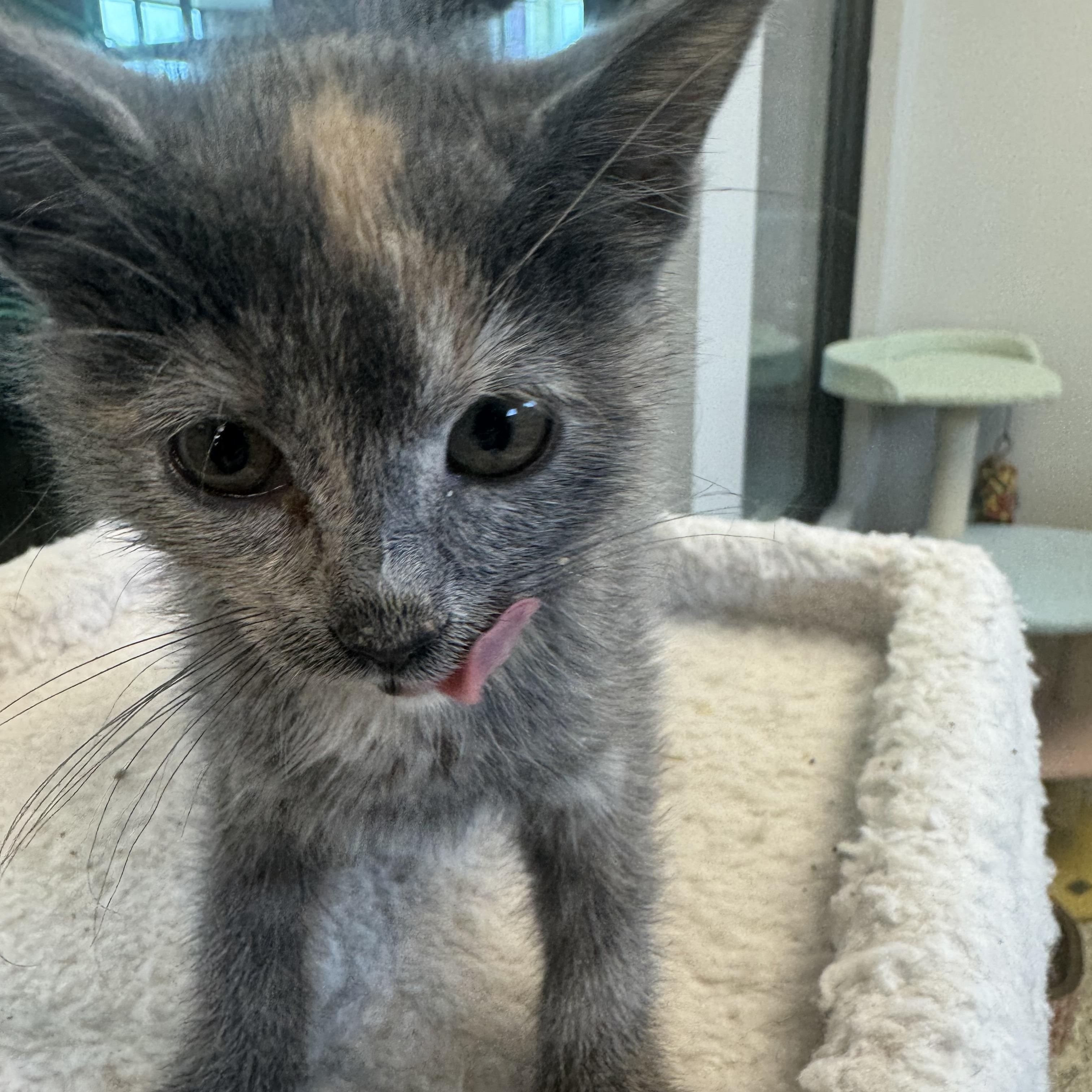 Caicos, a ADOPTABLE Domestic Medium Hair in Liberty, MO image 2/4