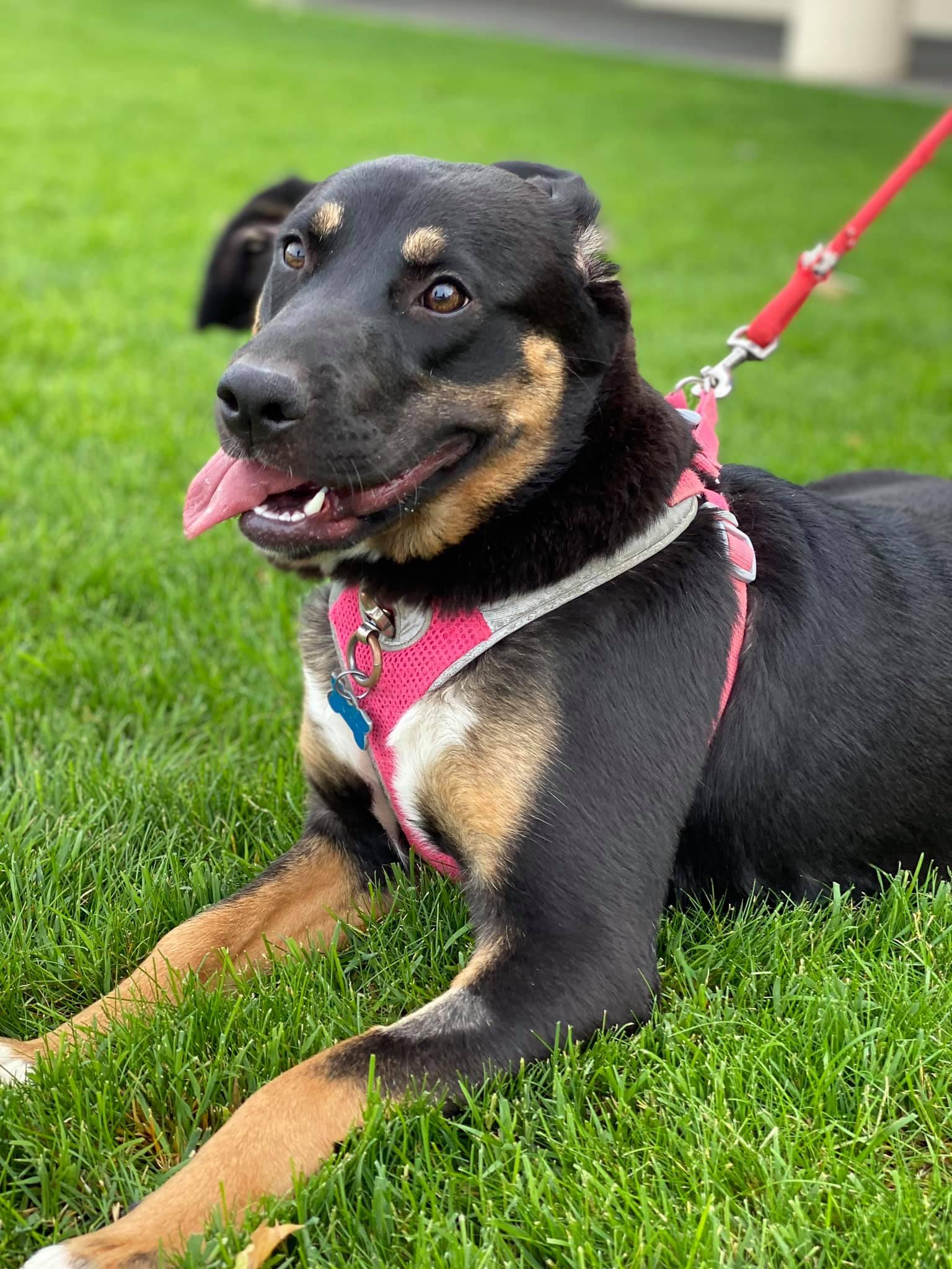 Enlarge Lily, a Adoptable German Shepherd Dog in West Richland, WA image 2/6