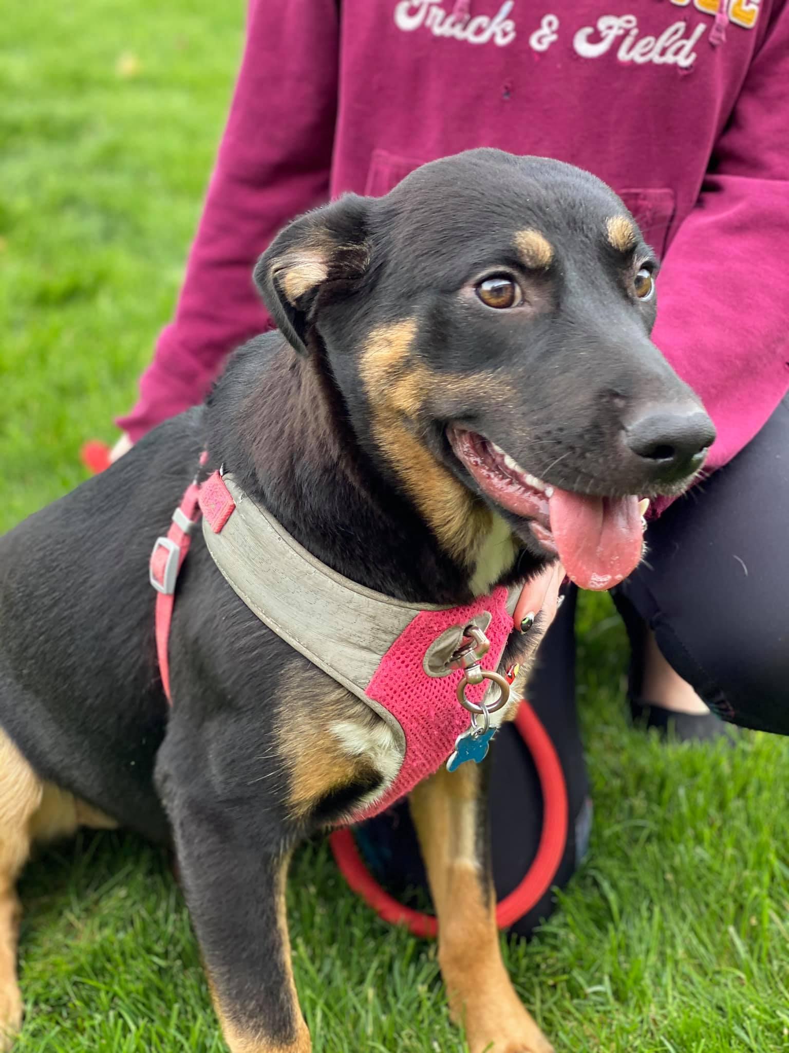 Lily, Adoptable, Adult Female German Shepherd Dog.