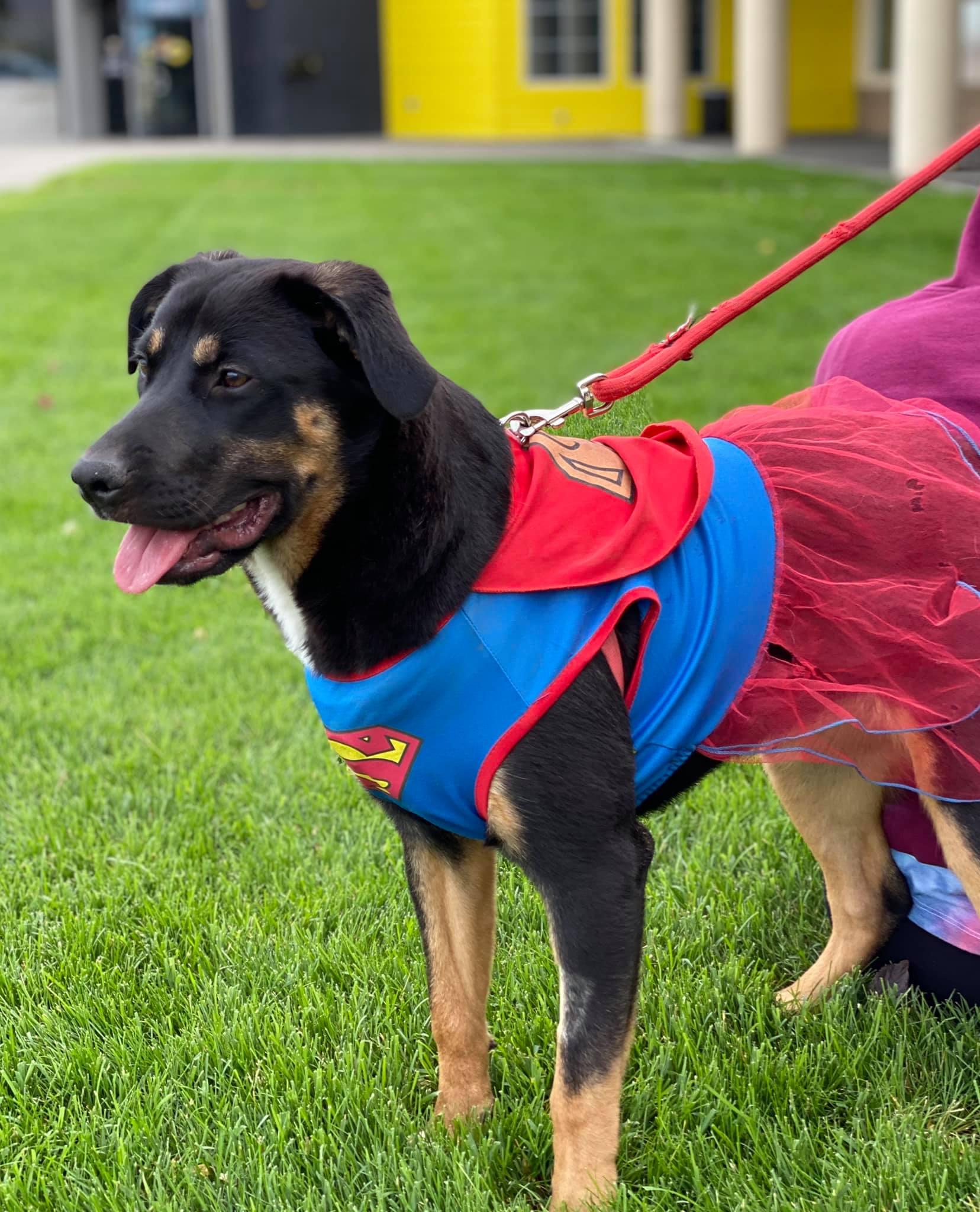 Enlarge Lily, a Adoptable German Shepherd Dog in West Richland, WA image 6/6