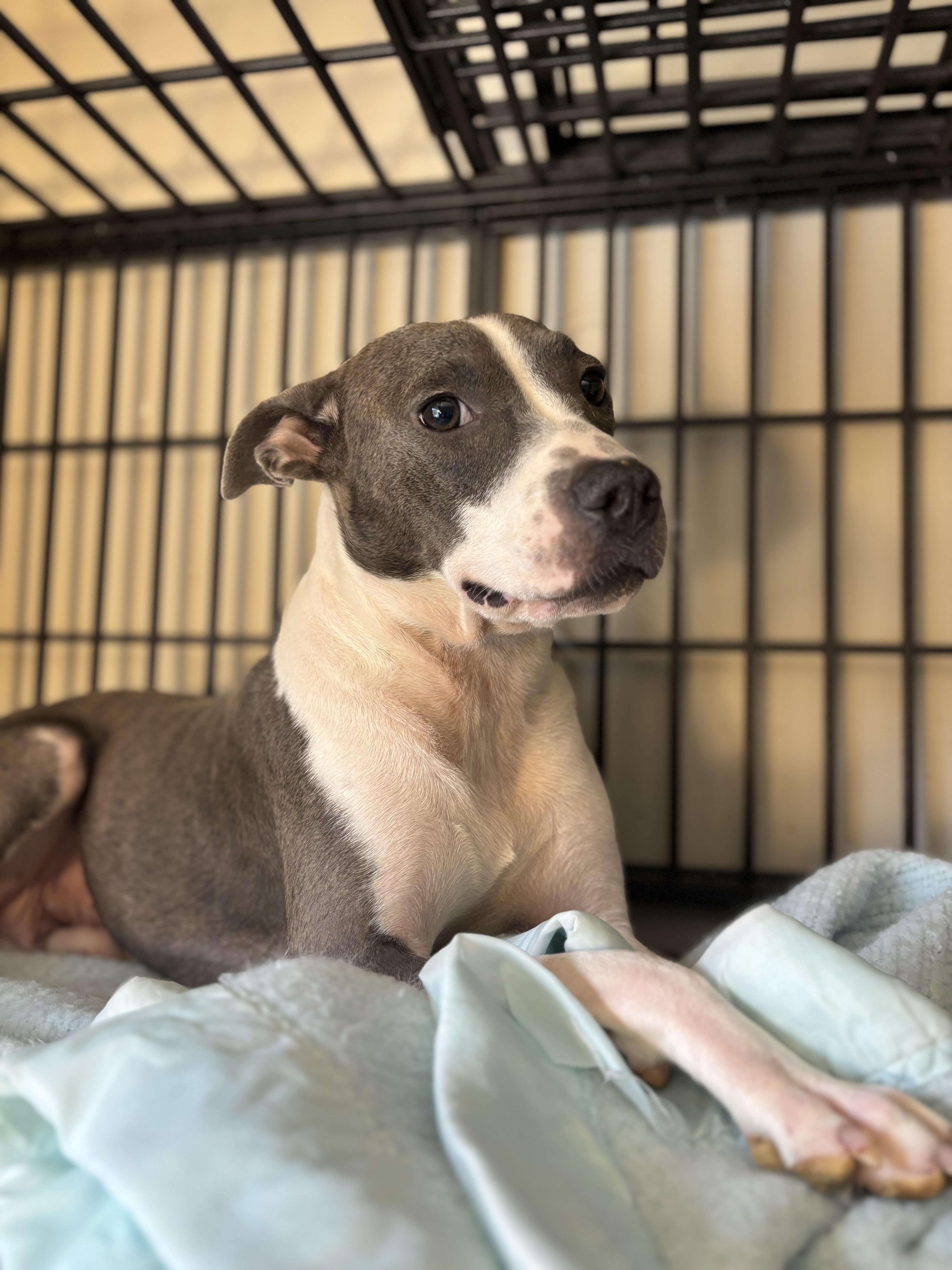 Hope, ADOPTABLE, Adult Female Pit Bull Terrier & Basenji.