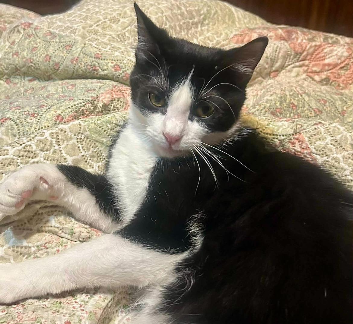 Enlarge Salem, a Adoptable Domestic Short Hair in Morgantown, WV image 3/3