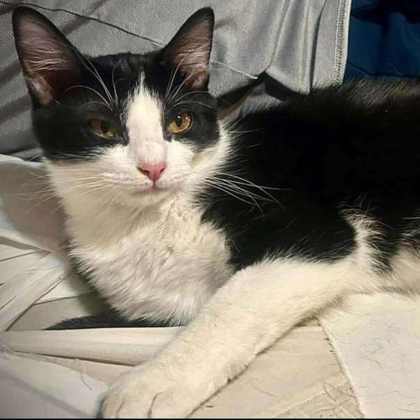 Salem, Adoptable, Kitten Male Domestic Short Hair.