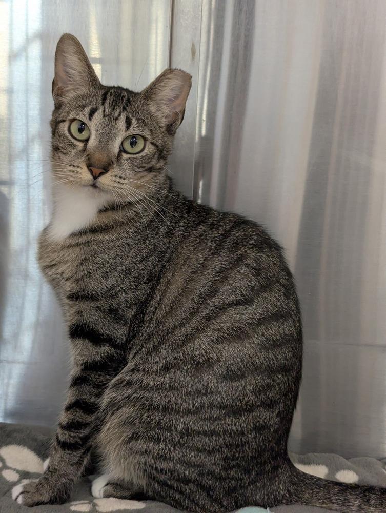 Baby, Adoptable, Adult Female Domestic Short Hair.