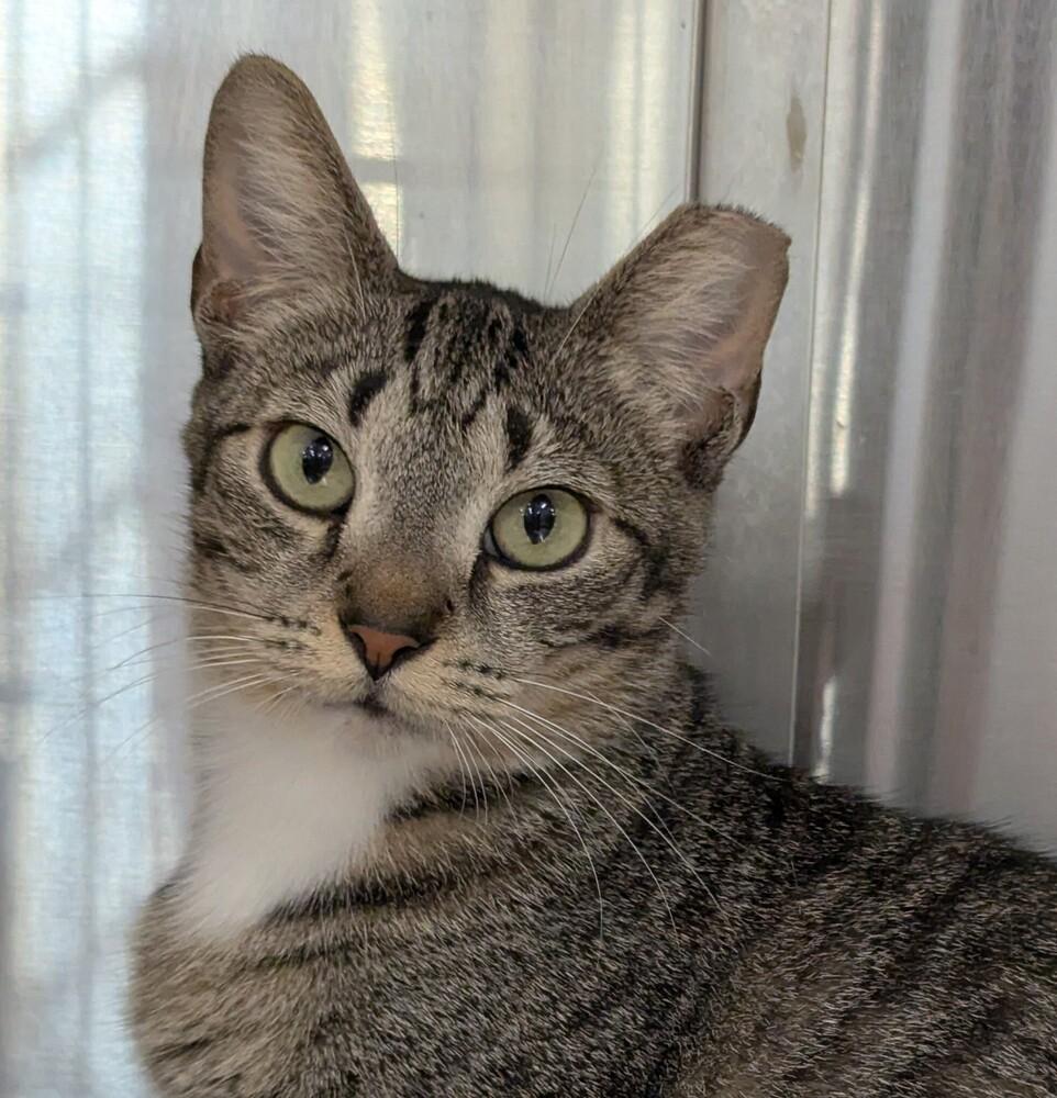 Enlarge Baby, a Adoptable Domestic Short Hair in Ruskin, FL image 2/6