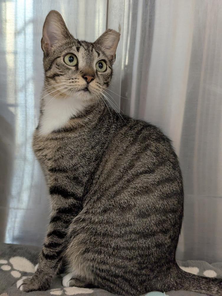 Enlarge Baby, a Adoptable Domestic Short Hair in Ruskin, FL image 3/6