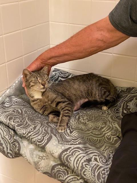 Enlarge Baby, a Adoptable Domestic Short Hair in Ruskin, FL image 5/6