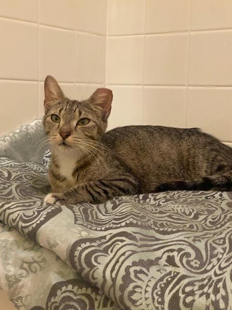 Enlarge Baby, a Adoptable Domestic Short Hair in Ruskin, FL image 6/6