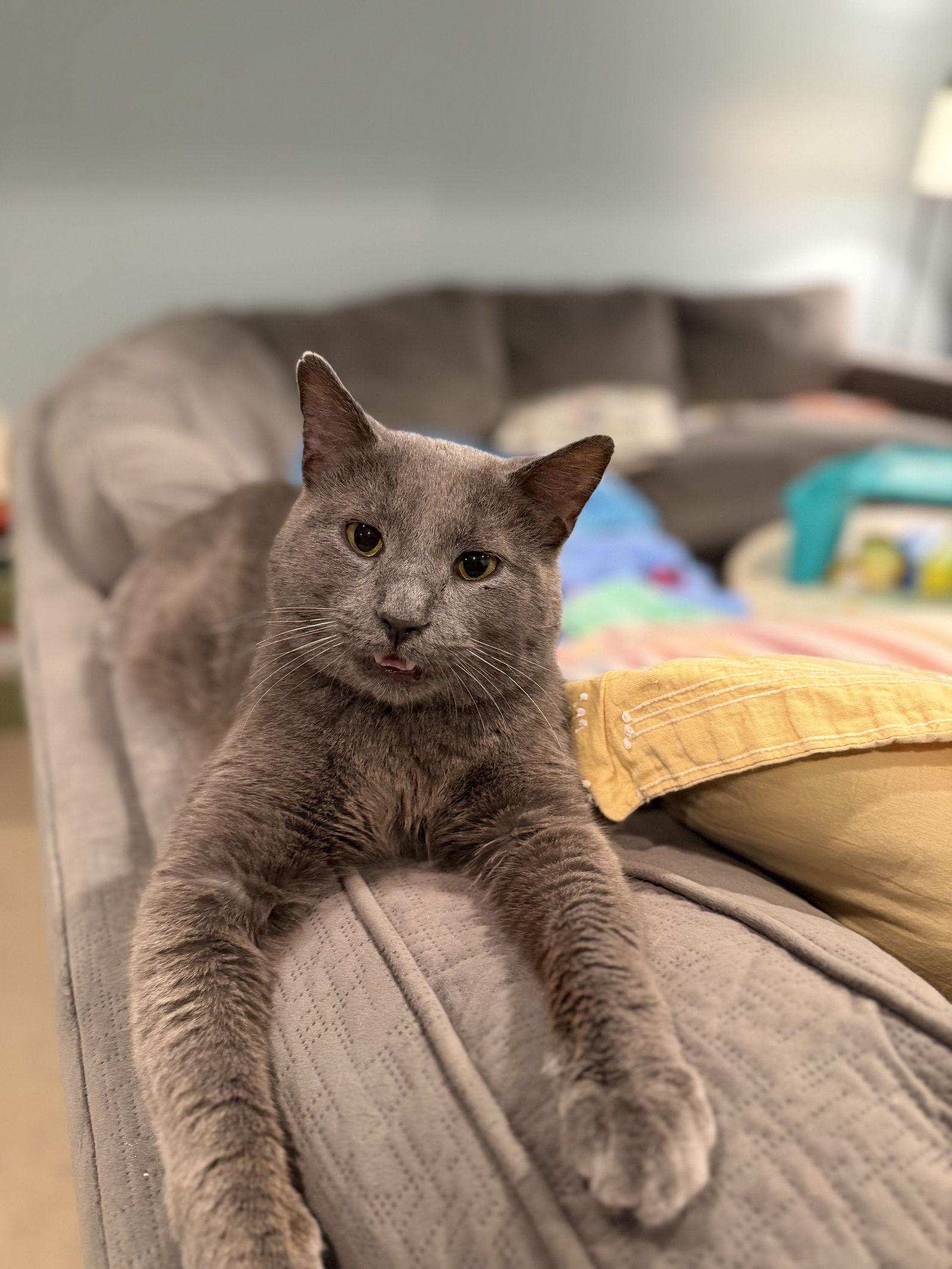 Earl Grey, Adoptable, Adult Male Domestic Short Hair.