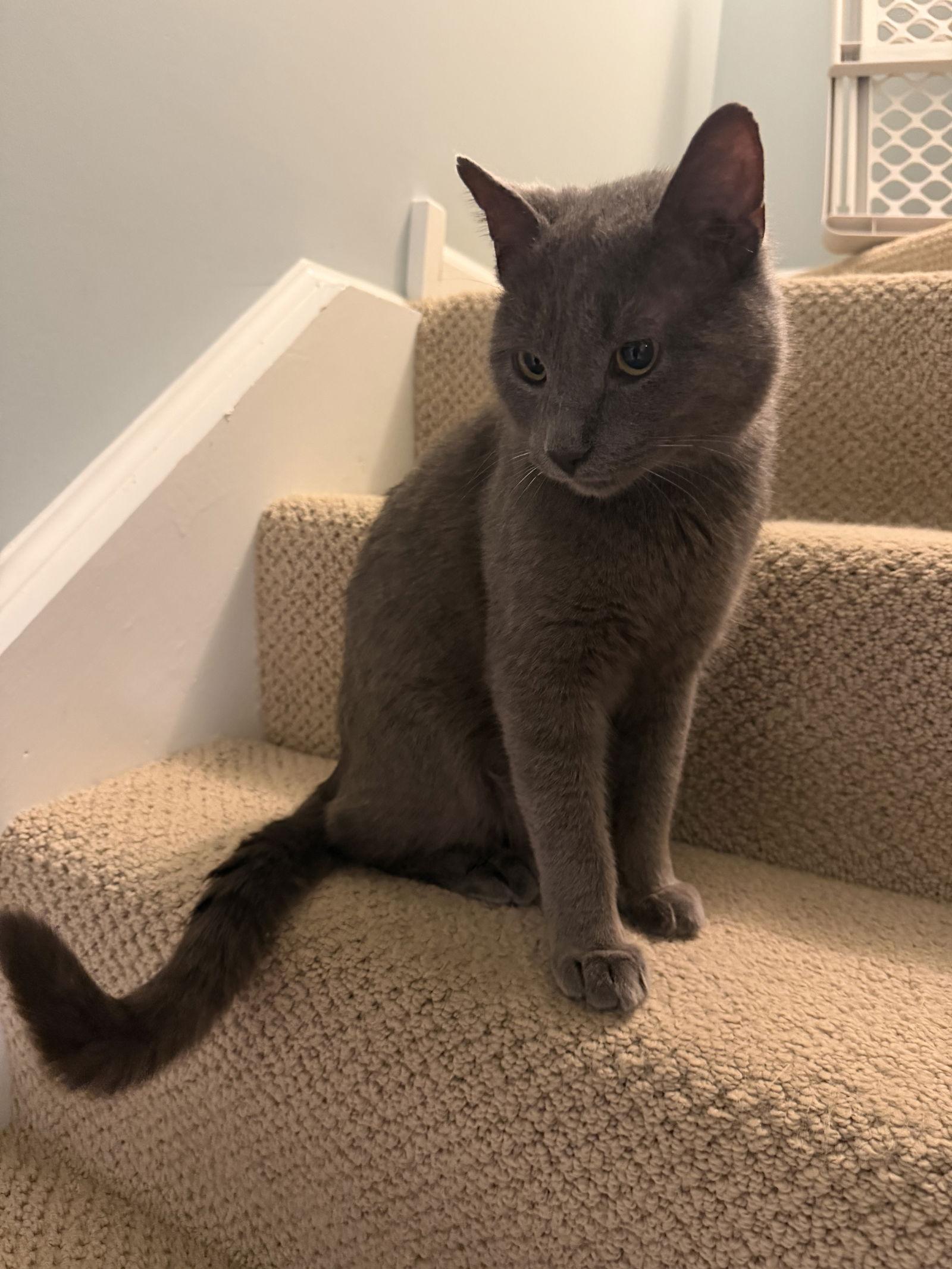 Enlarge Earl Grey, a Adoptable Domestic Short Hair in Wheaton, IL image 2/3
