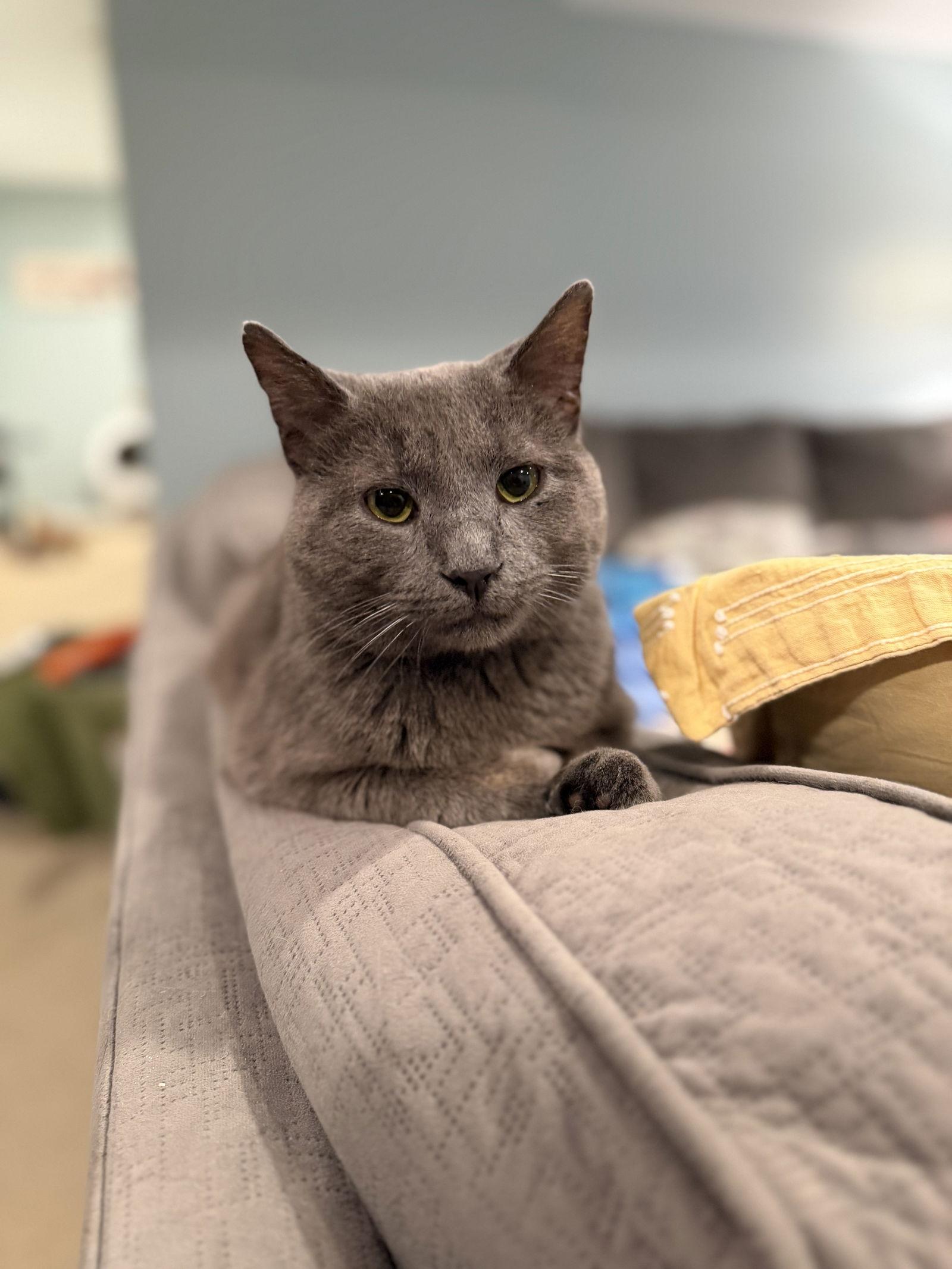Enlarge Earl Grey, a Adoptable Domestic Short Hair in Wheaton, IL image 3/3
