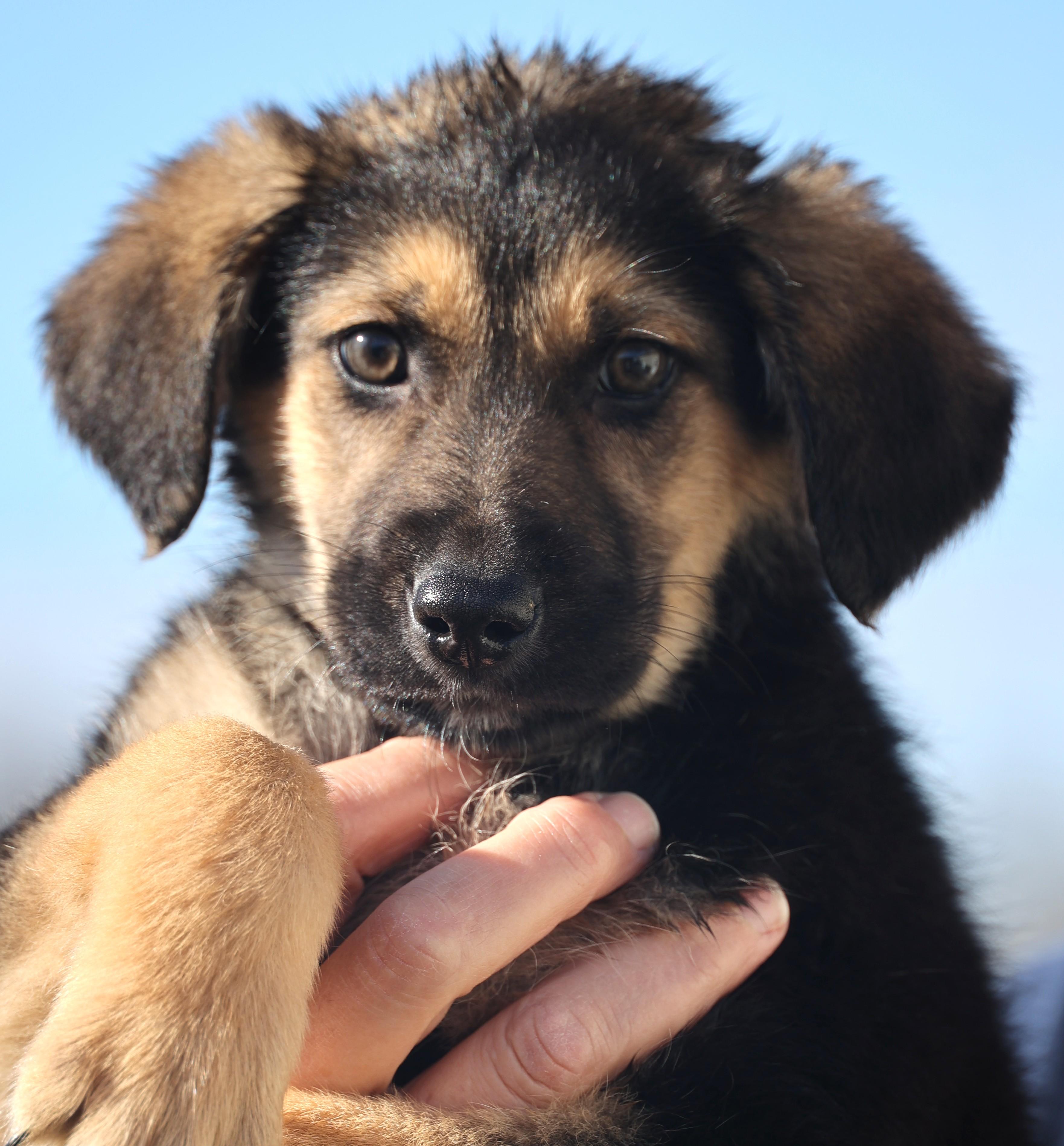 Ernie-Available 1/18@Petsmart! www.lhar.dog to apply! , adoptable, Puppy Male Beagle & Shepherd.