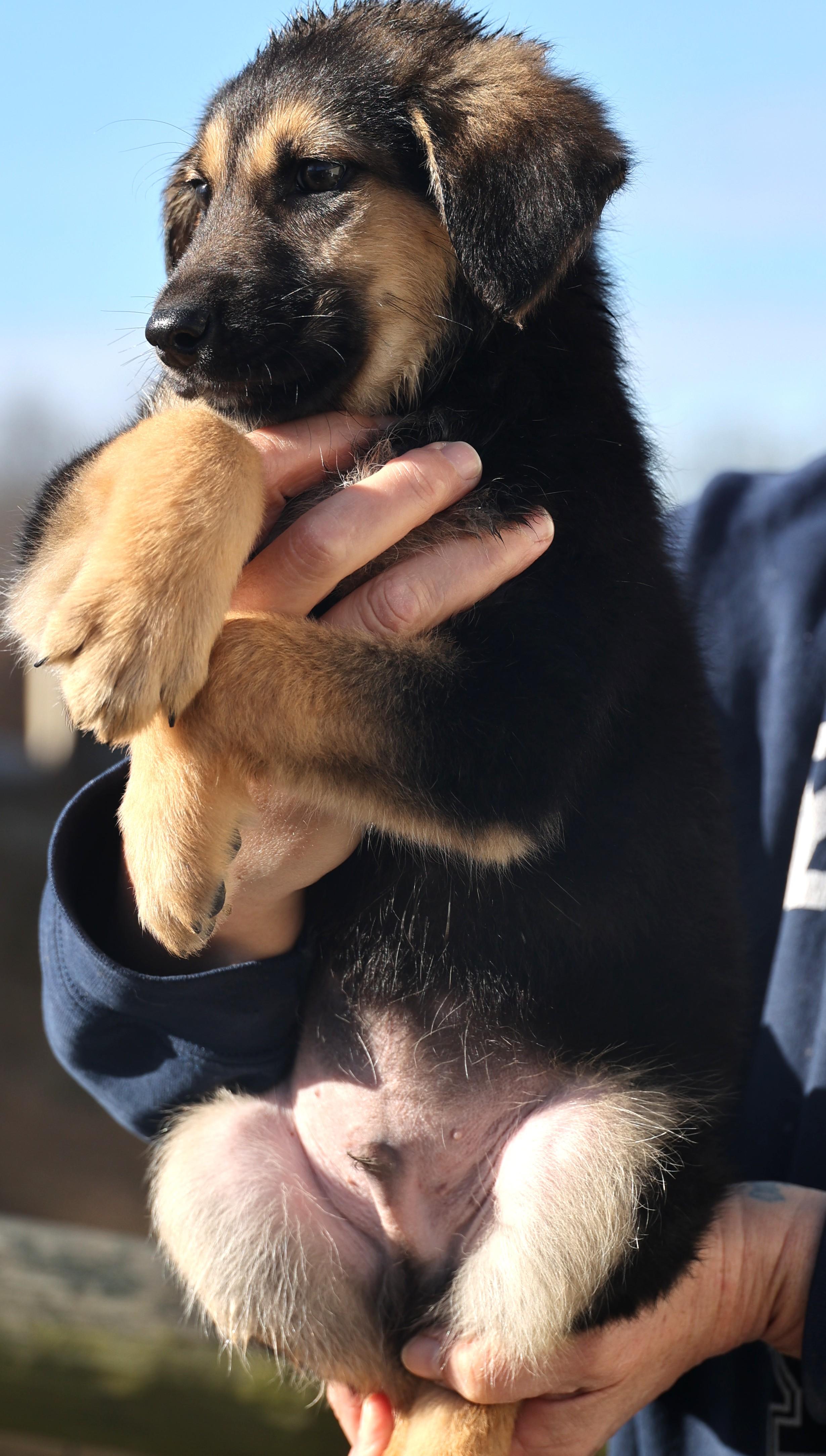 Enlarge Ernie-Available 1/18@Petsmart! www.lhar.dog to apply! , an adoptable mixed breed in Frederick, MD image 6/6