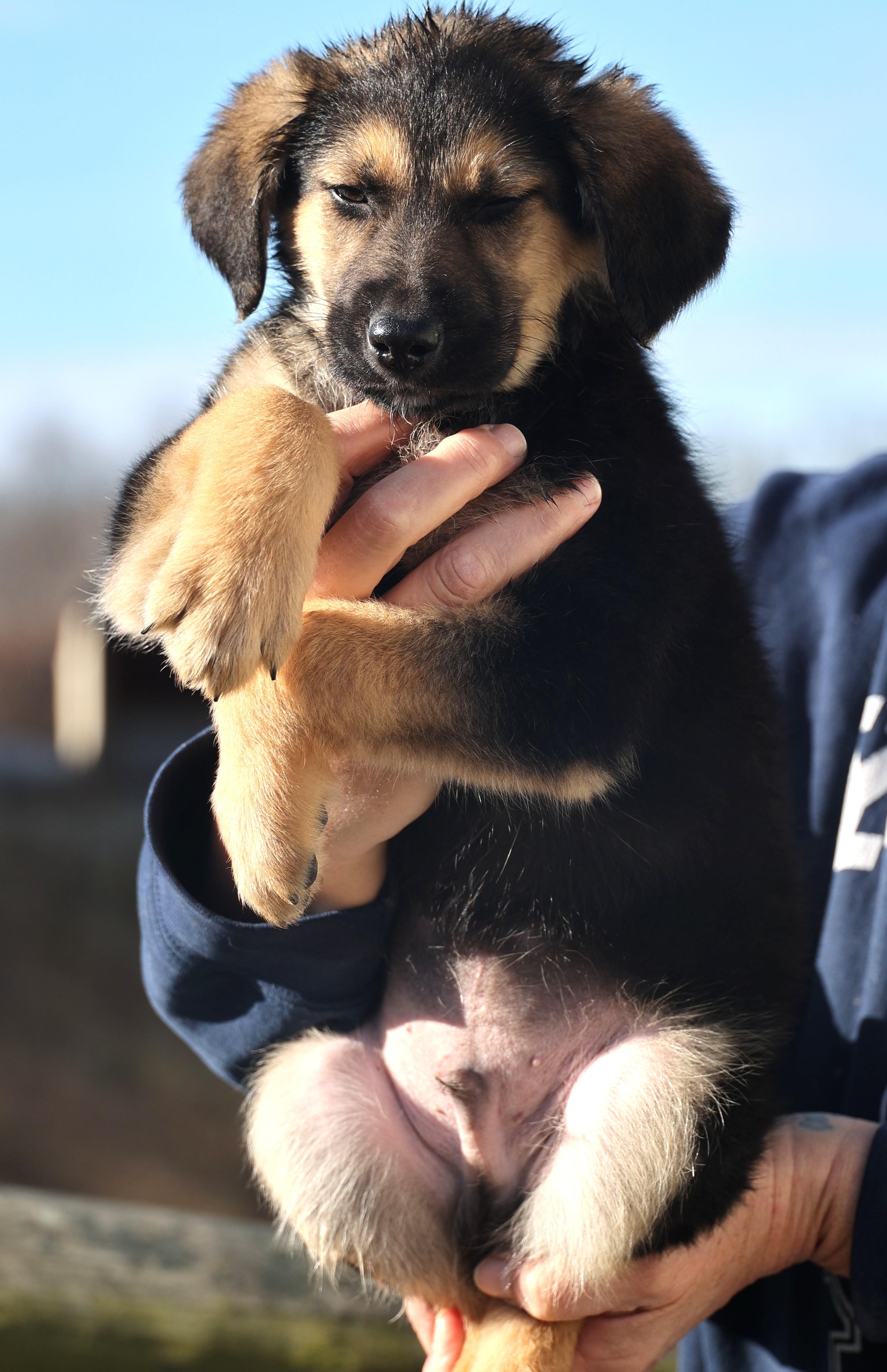 Enlarge Ernie-Available 1/18@Petsmart! www.lhar.dog to apply! , an adoptable mixed breed in Frederick, MD image 5/6
