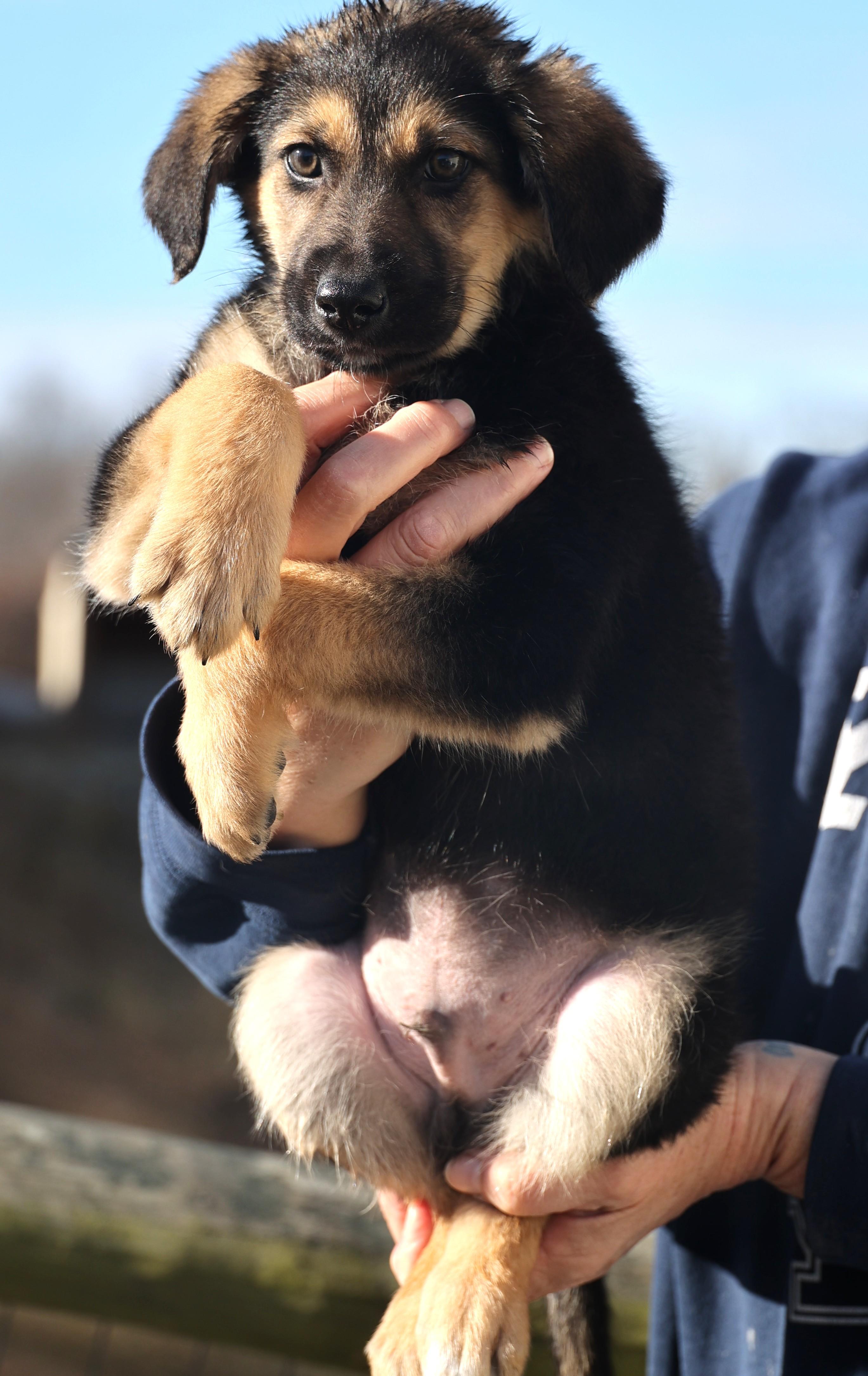 Enlarge Ernie-Available 1/18@Petsmart! www.lhar.dog to apply! , an adoptable mixed breed in Frederick, MD image 2/6