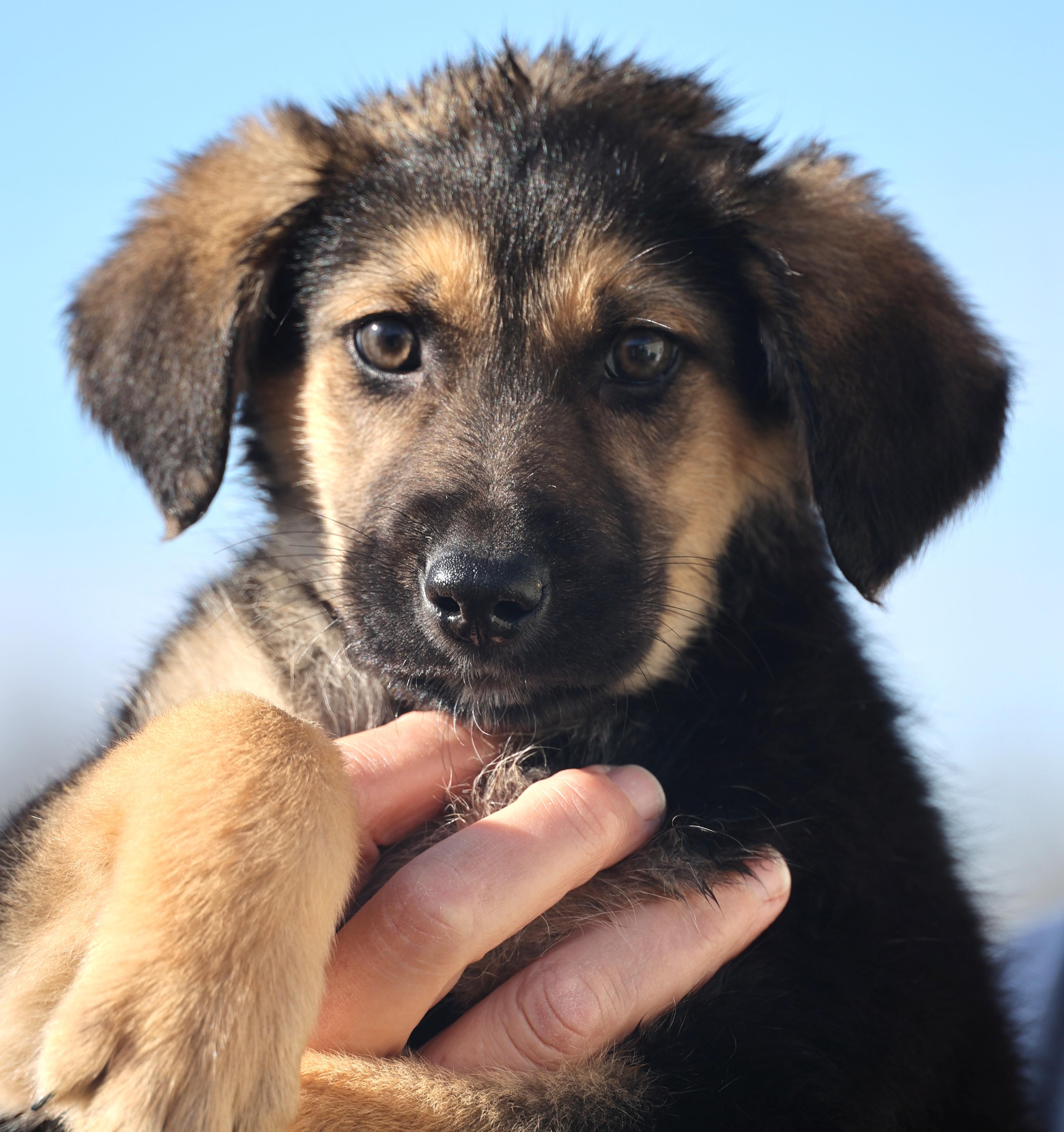 Enlarge Ernie-Available 1/18@Petsmart! www.lhar.dog to apply! , an adoptable mixed breed in Frederick, MD image 4/6