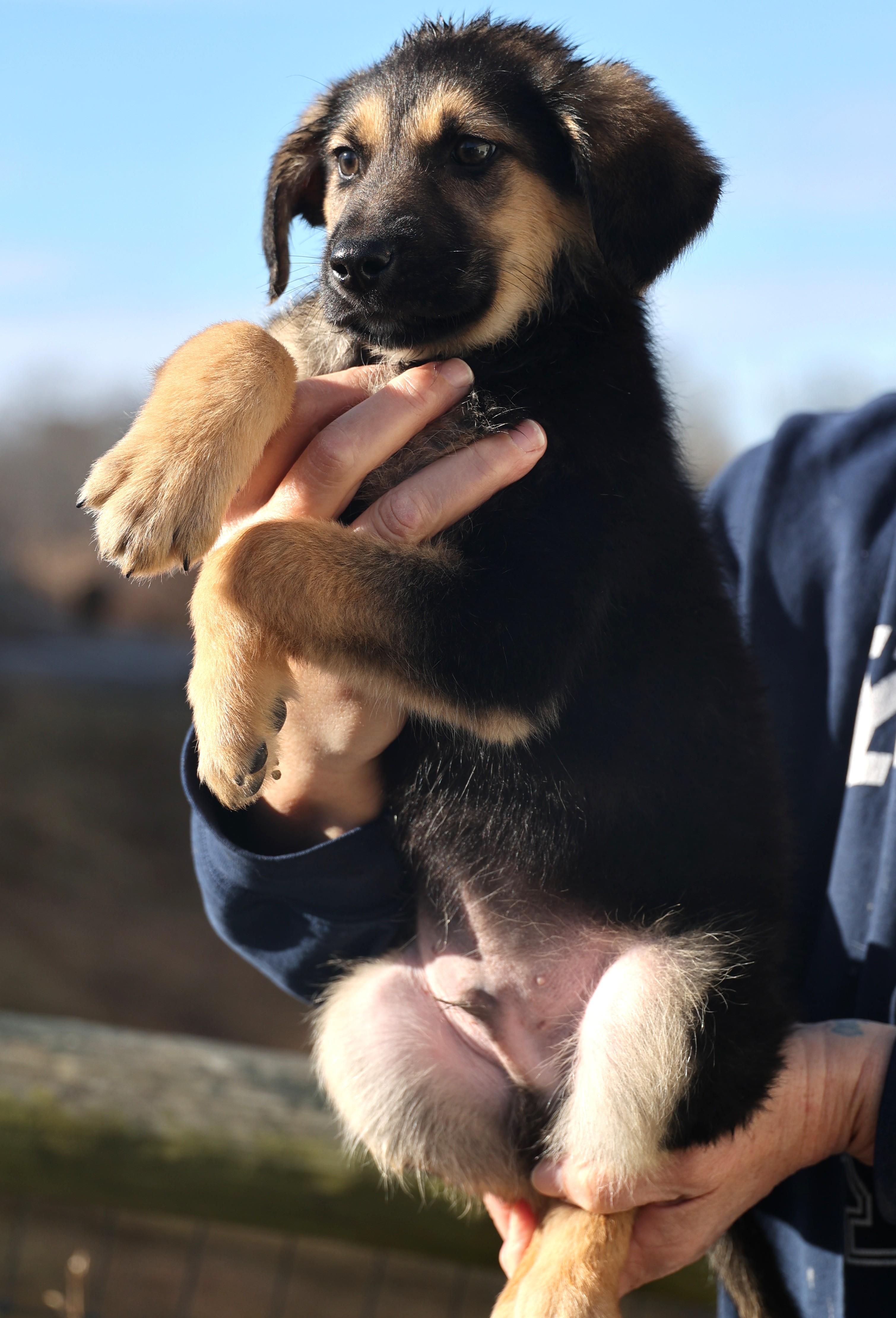 Enlarge Ernie-Available 1/18@Petsmart! www.lhar.dog to apply! , an adoptable mixed breed in Frederick, MD image 3/6