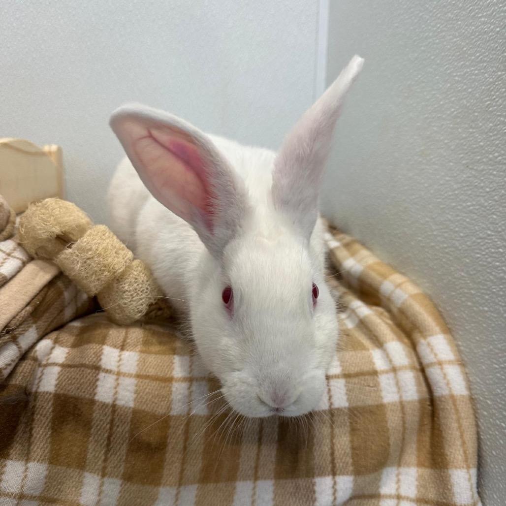 Enlarge Icicle, a Adoptable Bunny Rabbit in Puslinch, ON image 1/6