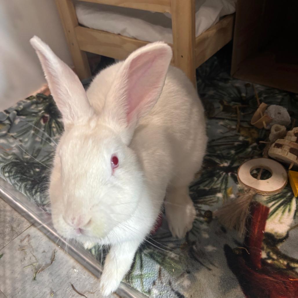 Enlarge Icicle, a Adoptable Bunny Rabbit in Puslinch, ON image 2/6