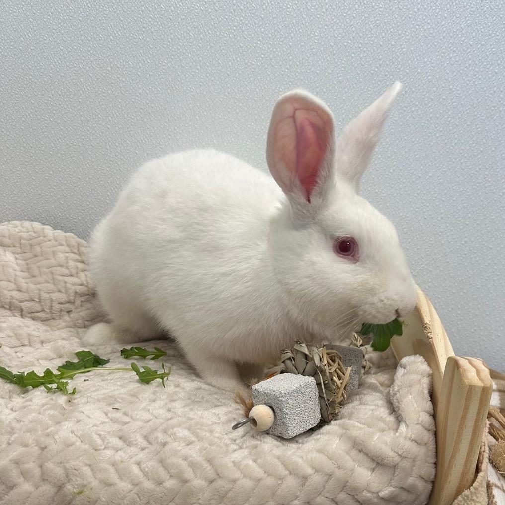 Enlarge Icicle, a Adoptable Bunny Rabbit in Puslinch, ON image 3/6