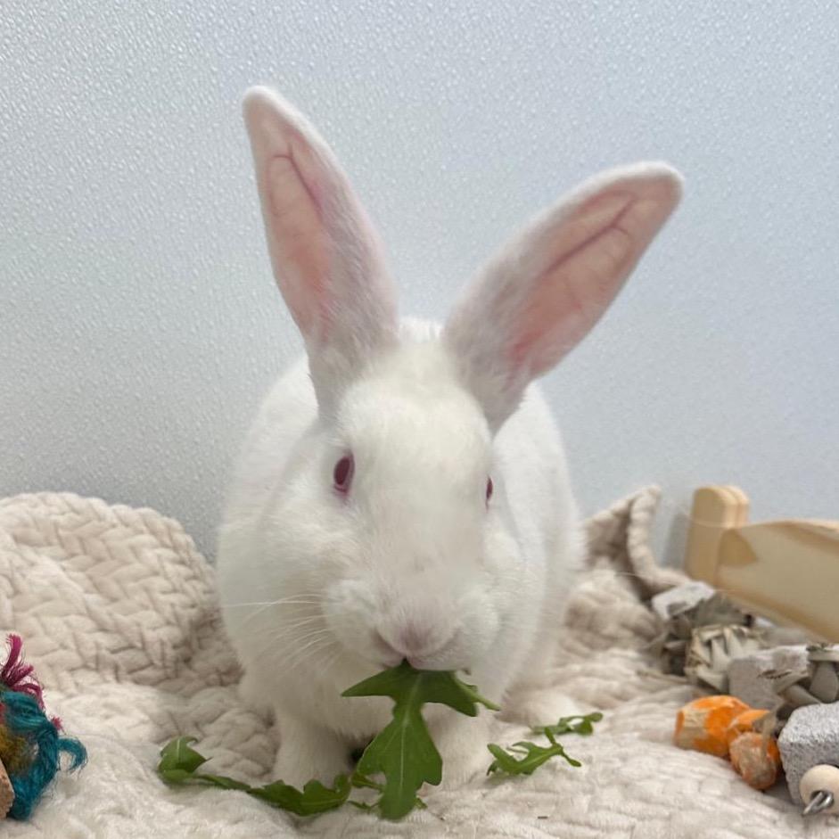 Enlarge Icicle, a Adoptable Bunny Rabbit in Puslinch, ON image 4/6
