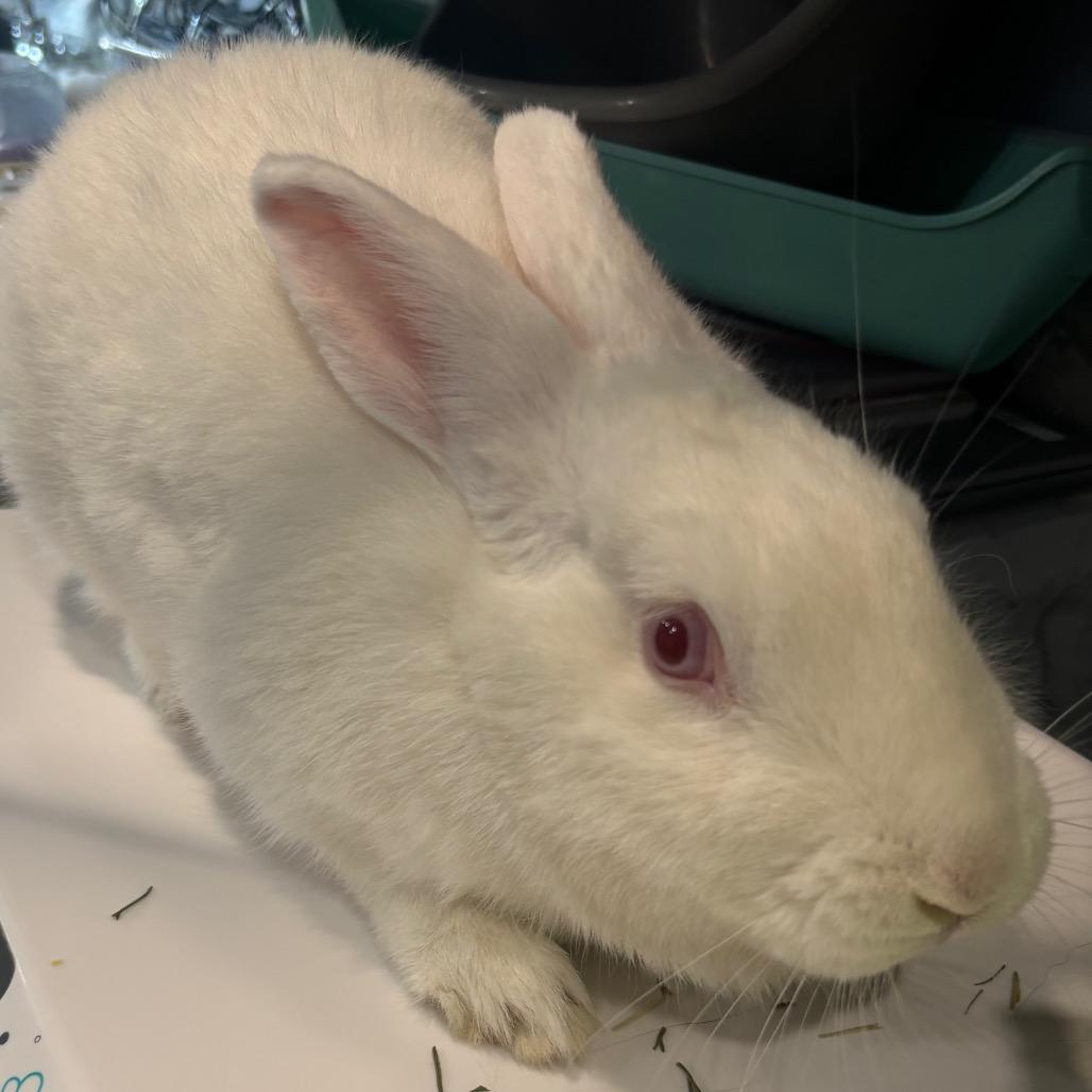 Enlarge Icicle, a Adoptable Bunny Rabbit in Puslinch, ON image 5/6