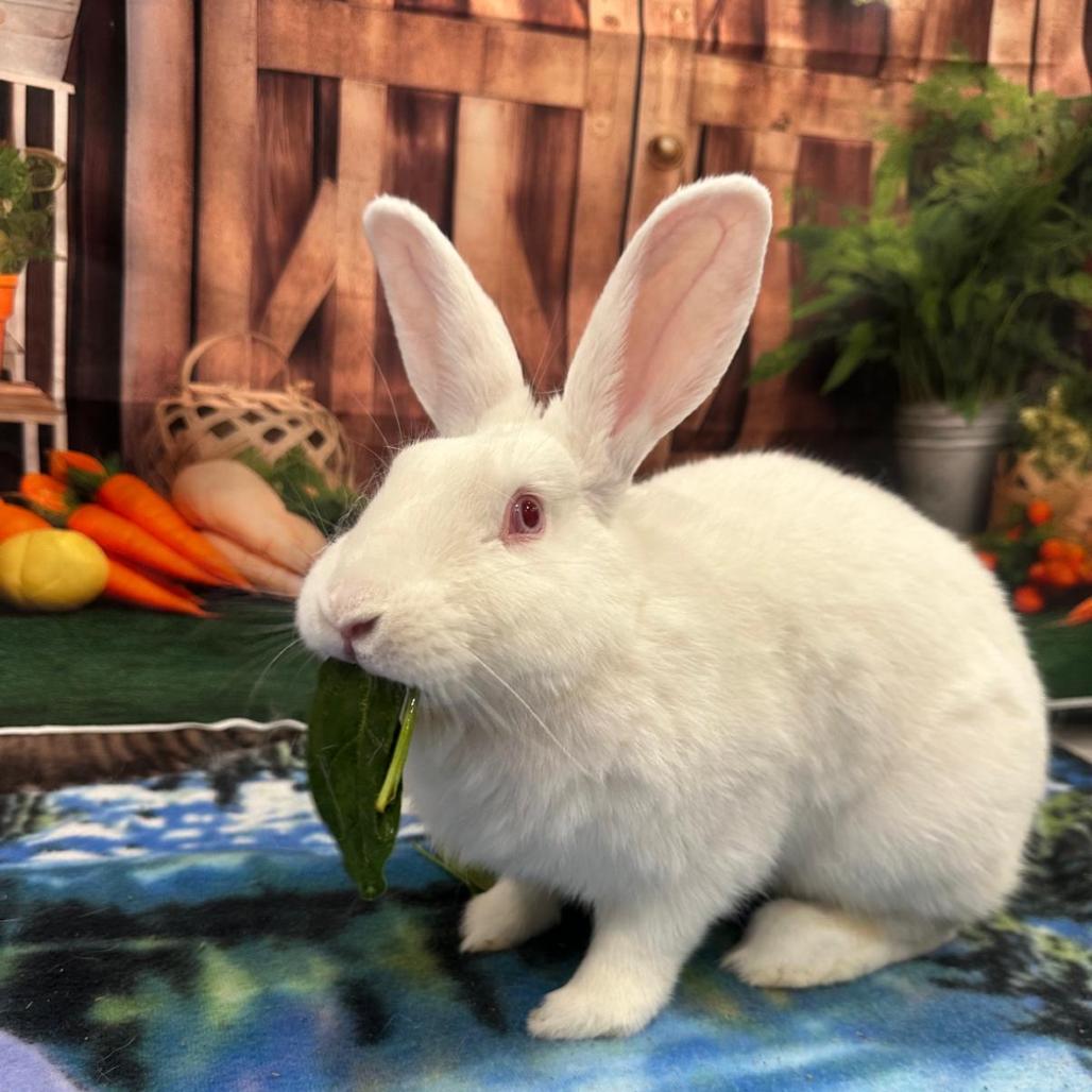 Enlarge Icicle, a Adoptable Bunny Rabbit in Puslinch, ON image 6/6