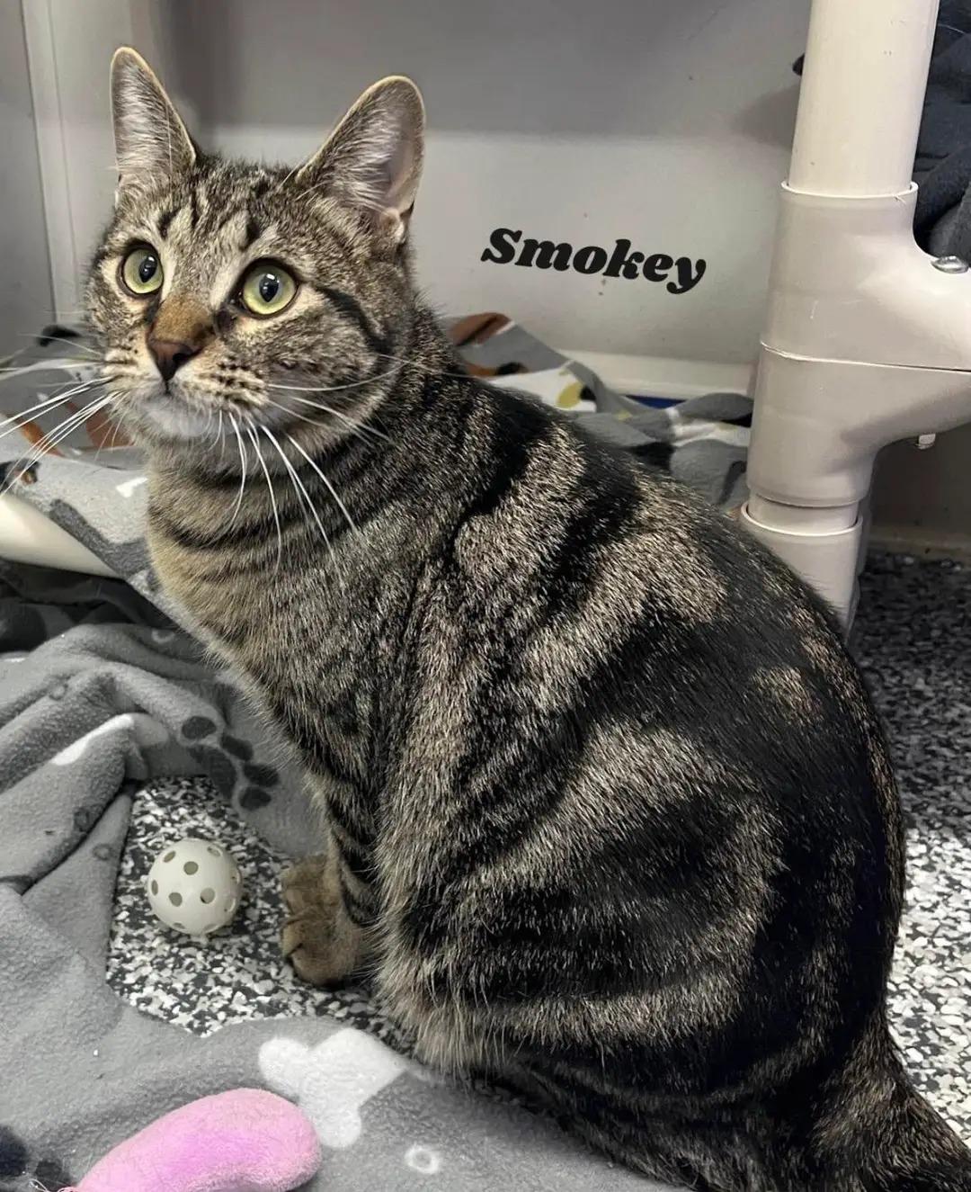 Smokey, adopted, Young Male Domestic Short Hair.