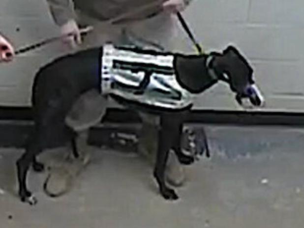 Enlarge Arroyo Lindsey, a Adoptable Greyhound in Tarpon Springs, FL image 1/1