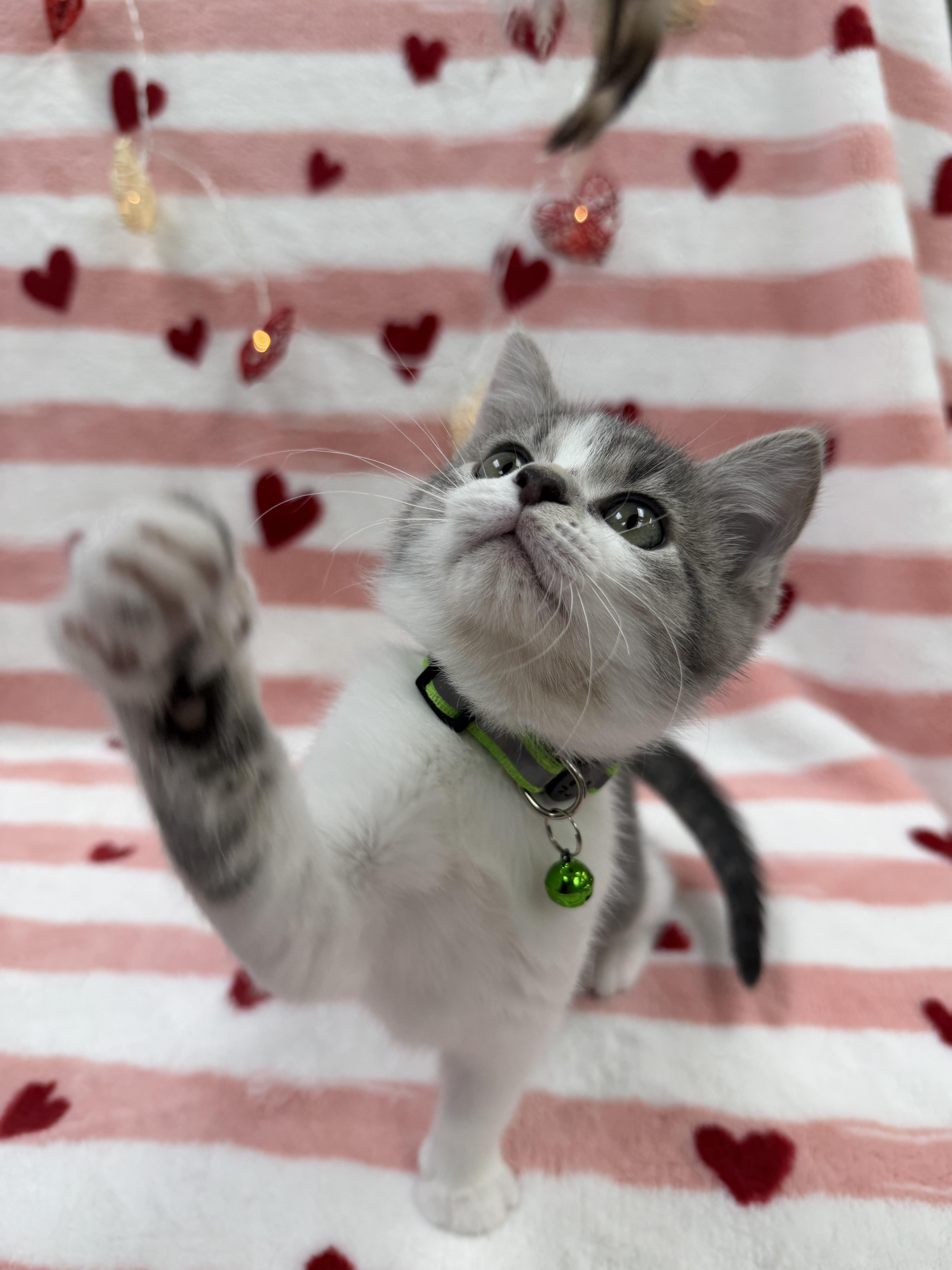 Enlarge Fava, an adopted Domestic Short Hair in Columbus, OH image 4/6