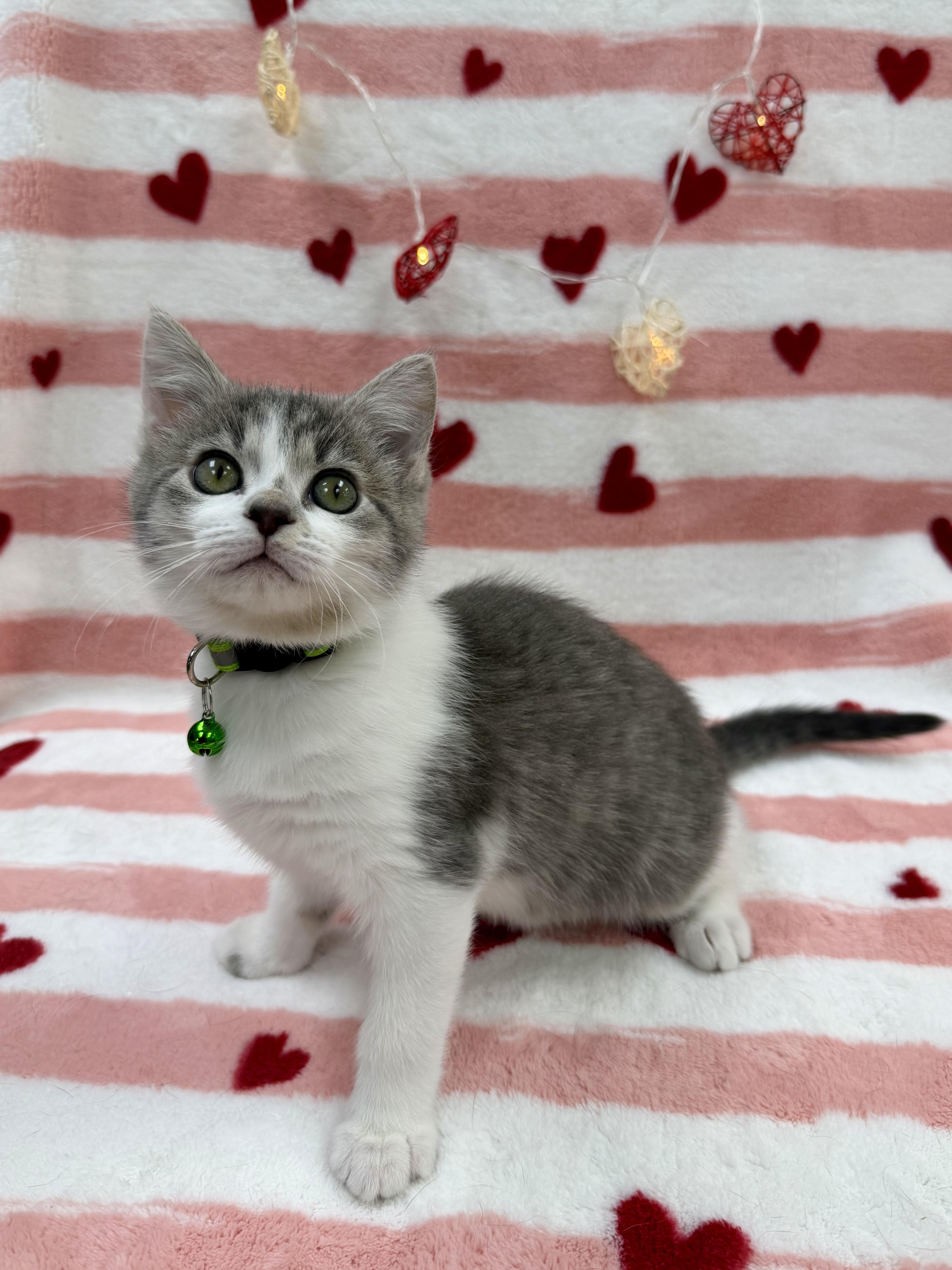 Enlarge Fava, an adopted Domestic Short Hair in Columbus, OH image 6/6