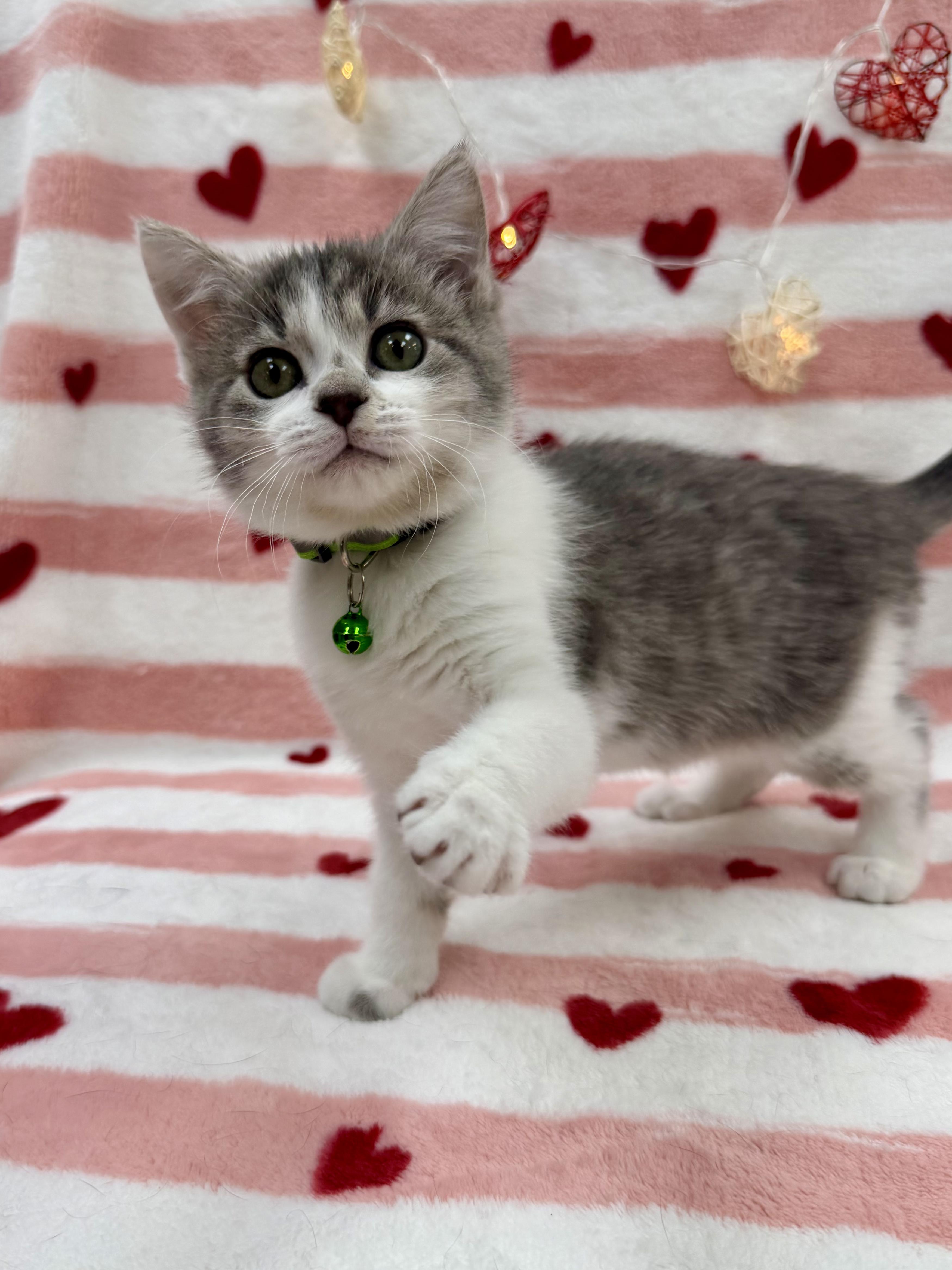 Enlarge Fava, an adopted Domestic Short Hair in Columbus, OH image 2/6