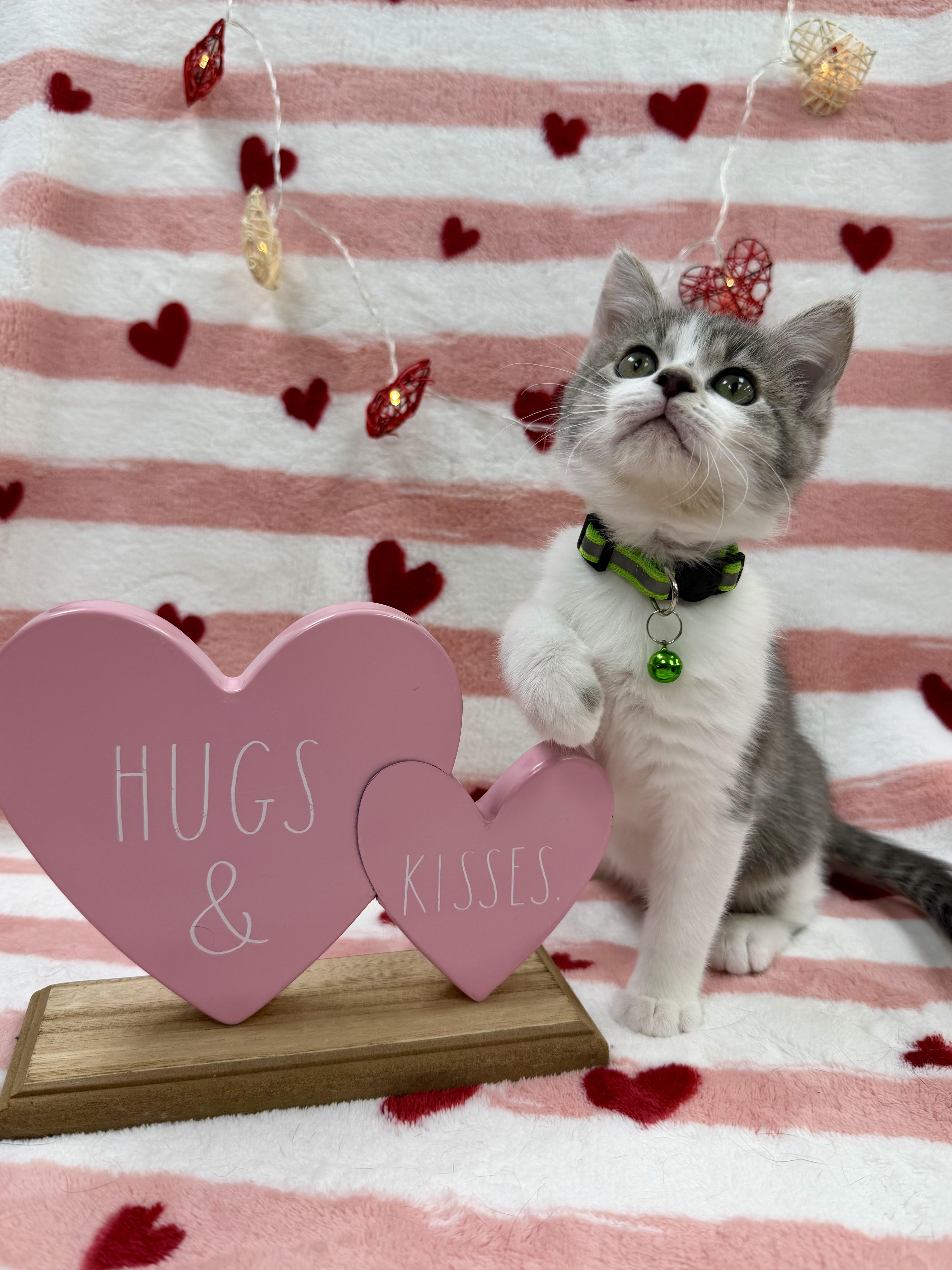 Enlarge Fava, an adopted Domestic Short Hair in Columbus, OH image 1/6