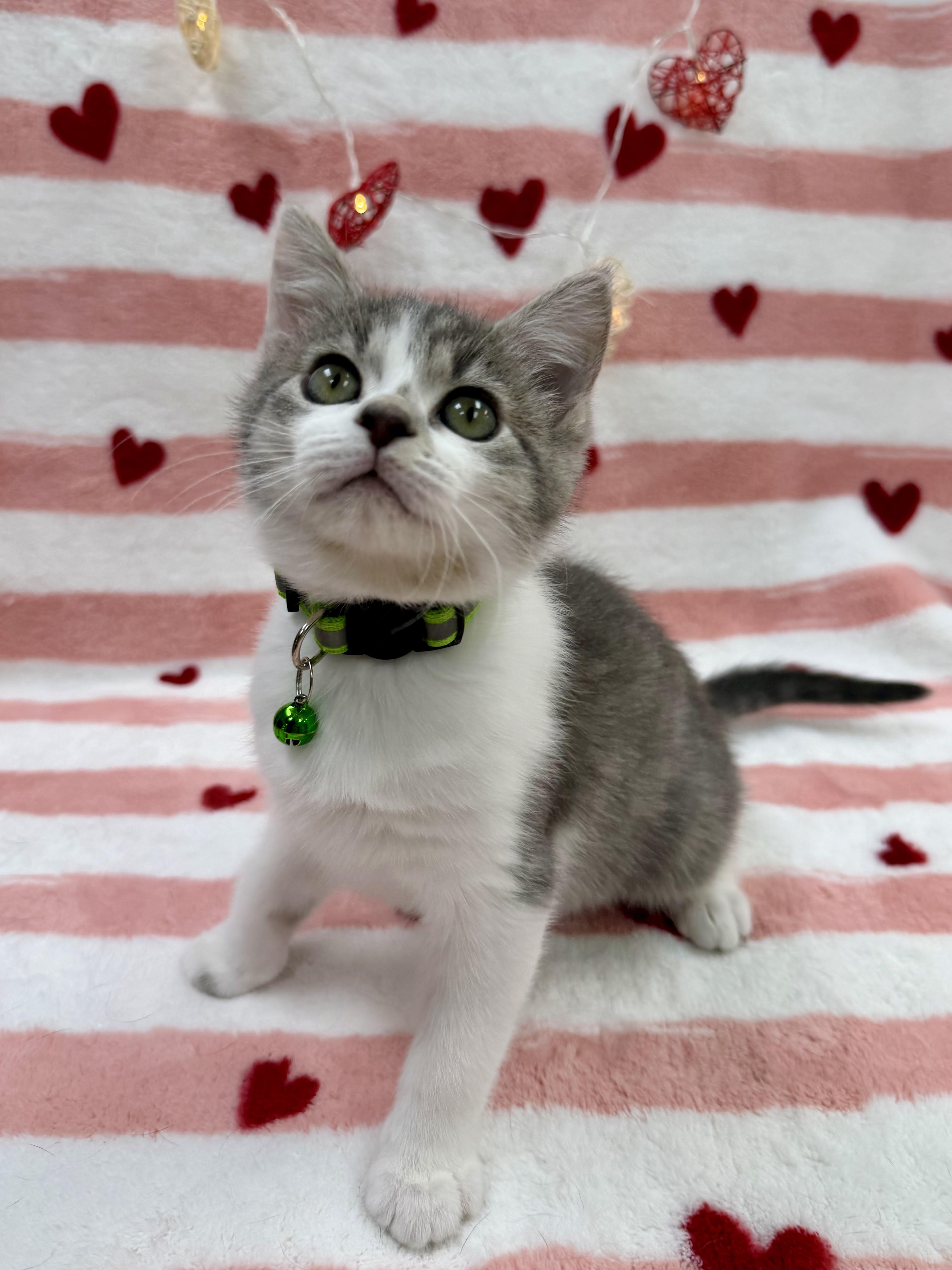 Enlarge Fava, an adopted Domestic Short Hair in Columbus, OH image 5/6