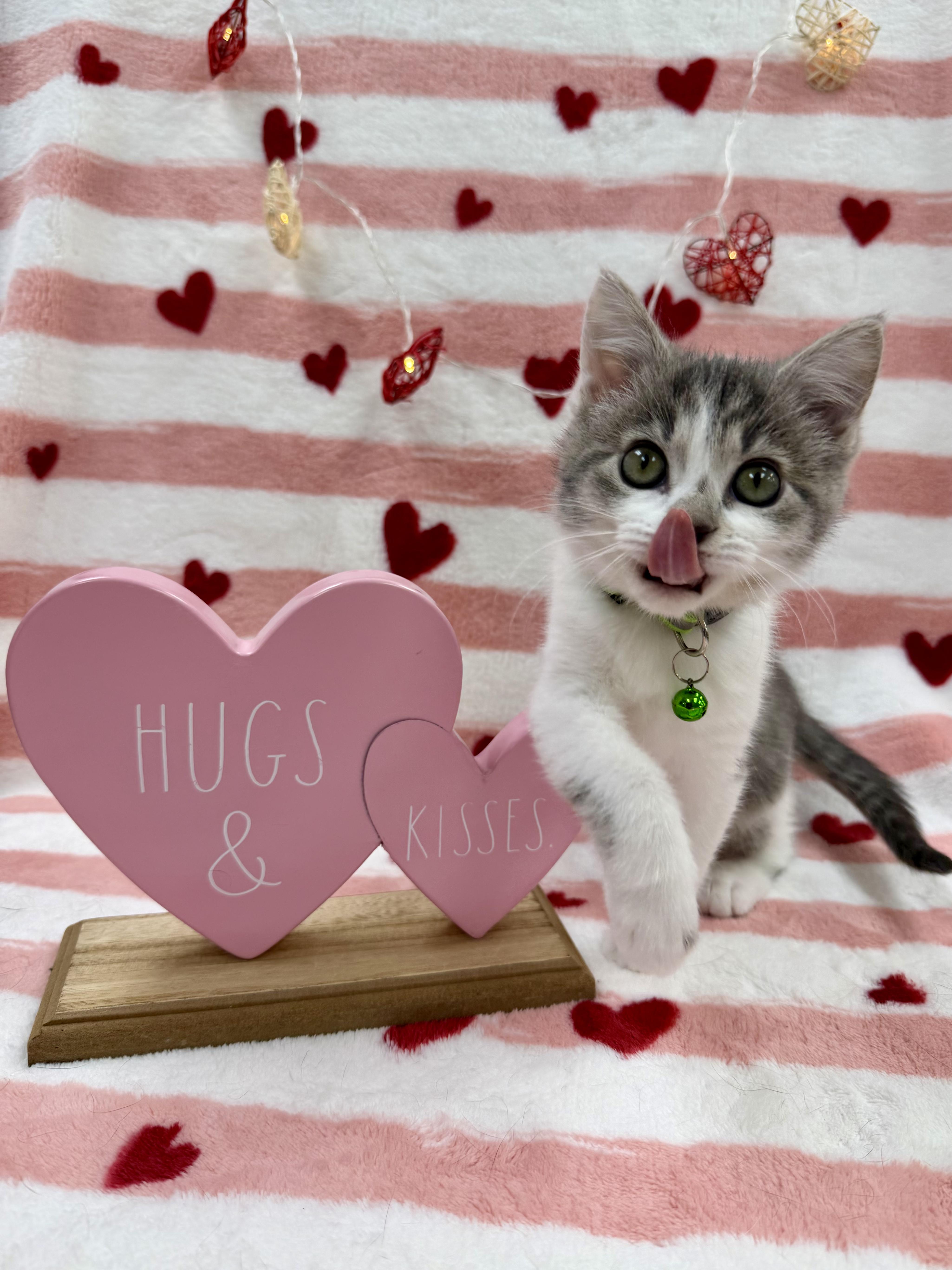 Enlarge Fava, an adopted Domestic Short Hair in Columbus, OH image 3/6