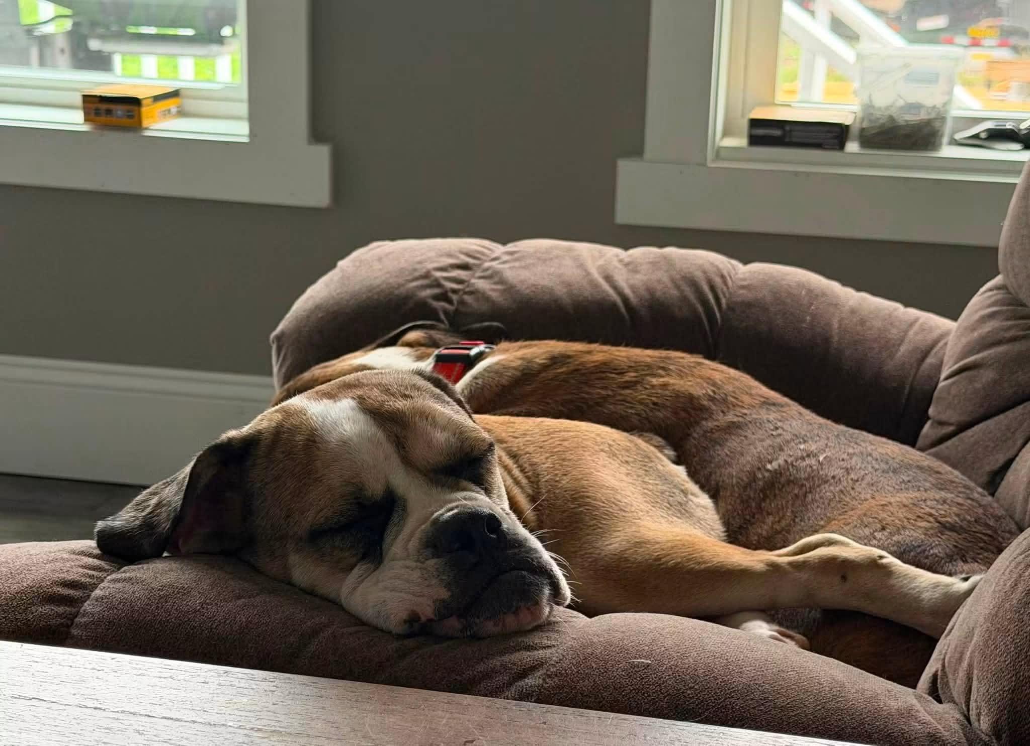 Enlarge Bonnie, an adopted Bulldog in Brunswick, ME image 2/4