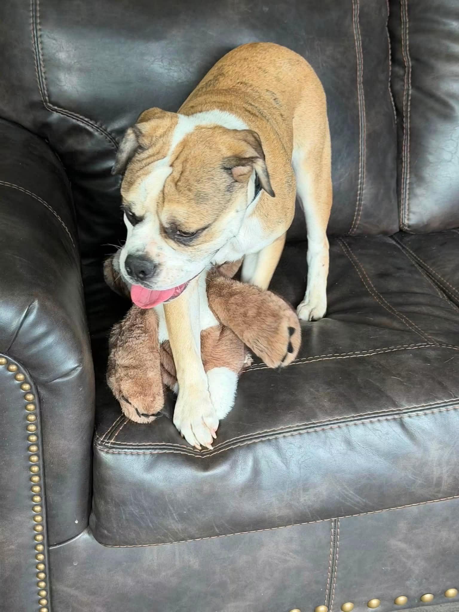 Enlarge Bonnie, an adopted Bulldog in Brunswick, ME image 3/4