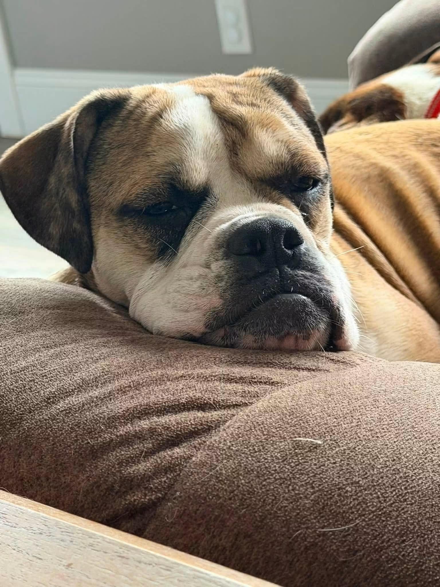 Enlarge Bonnie, an adopted Bulldog in Brunswick, ME image 1/4