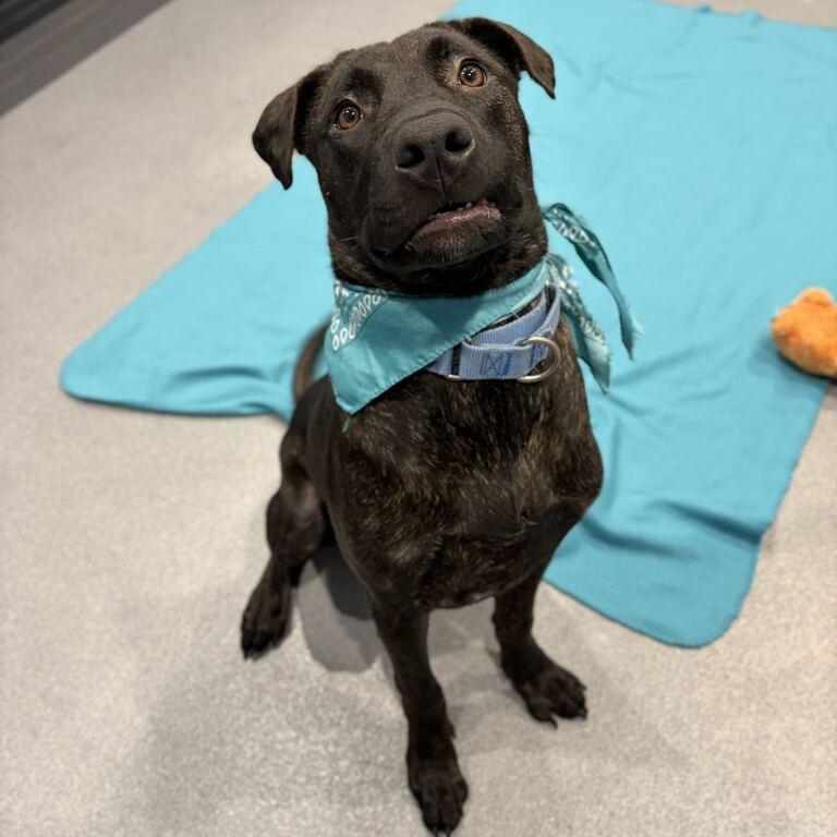 Enlarge Cain, a Adoptable Mixed Breed in Canal Winchester, OH image 1/5