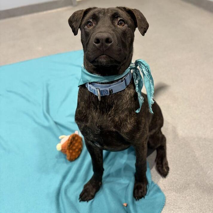 Enlarge Cain, a Adoptable Mixed Breed in Canal Winchester, OH image 2/5